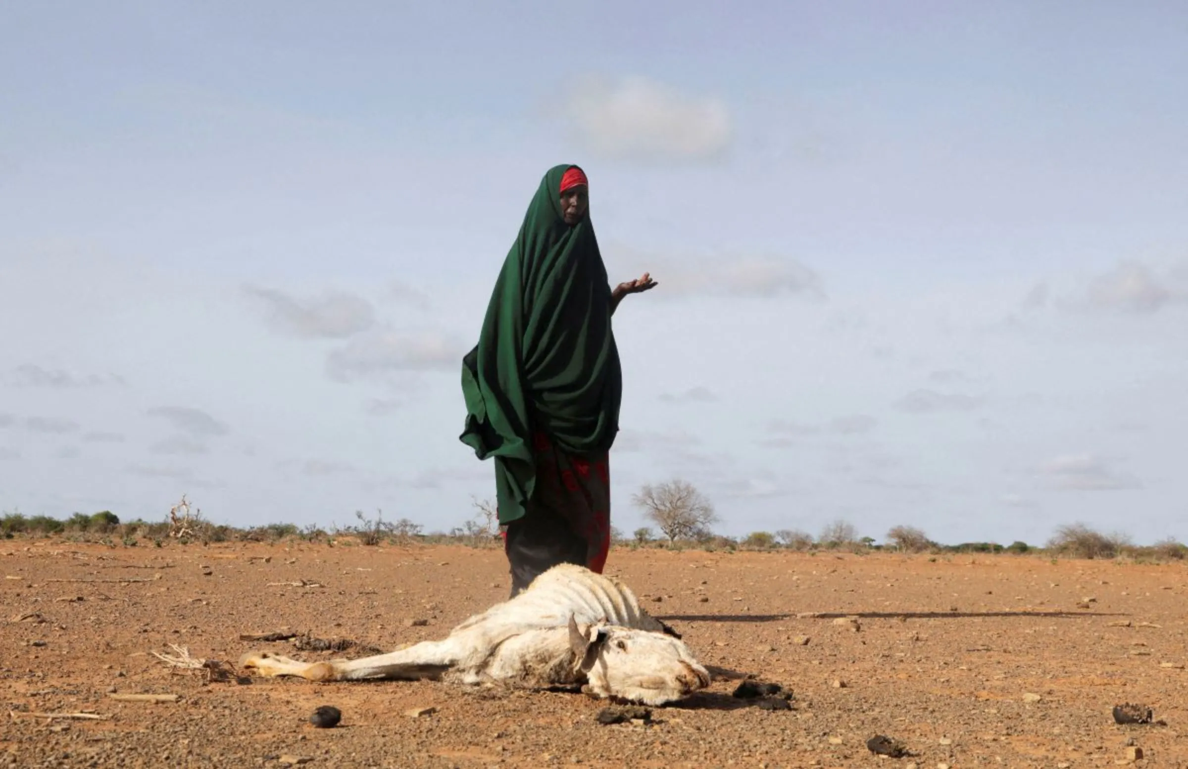 Internally displaced Somali woman Habiba Bile stands near the carcass of her dead livestock following severe droughts near Dollow, Gedo Region, Somalia, May 26, 2022. REUTERS/Feisal Omar