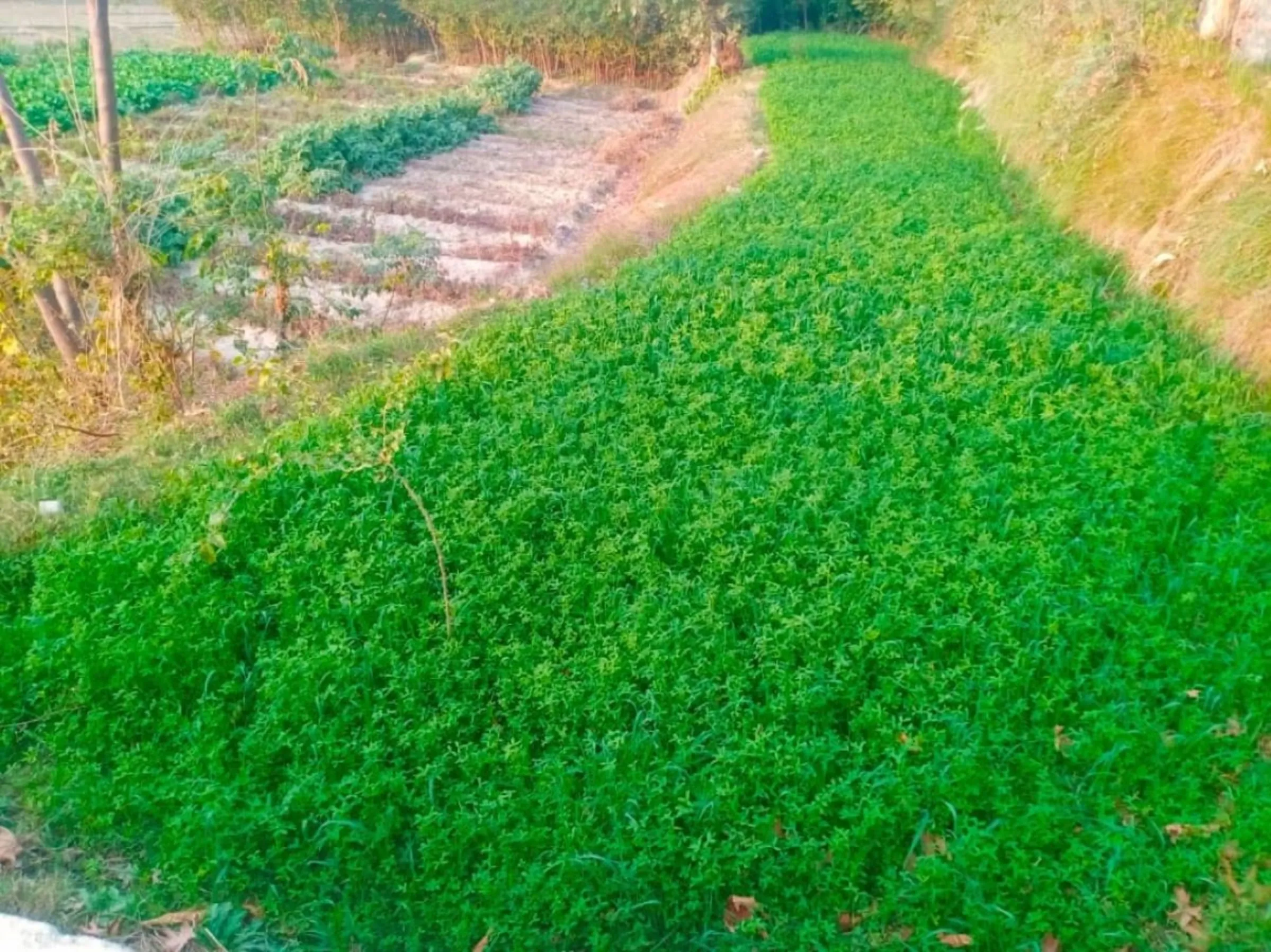 Alfalfa plants grow in Hazratullah's fields following the construction of an irrigation project in Haska Mina district, east Afghanistan, October 2023