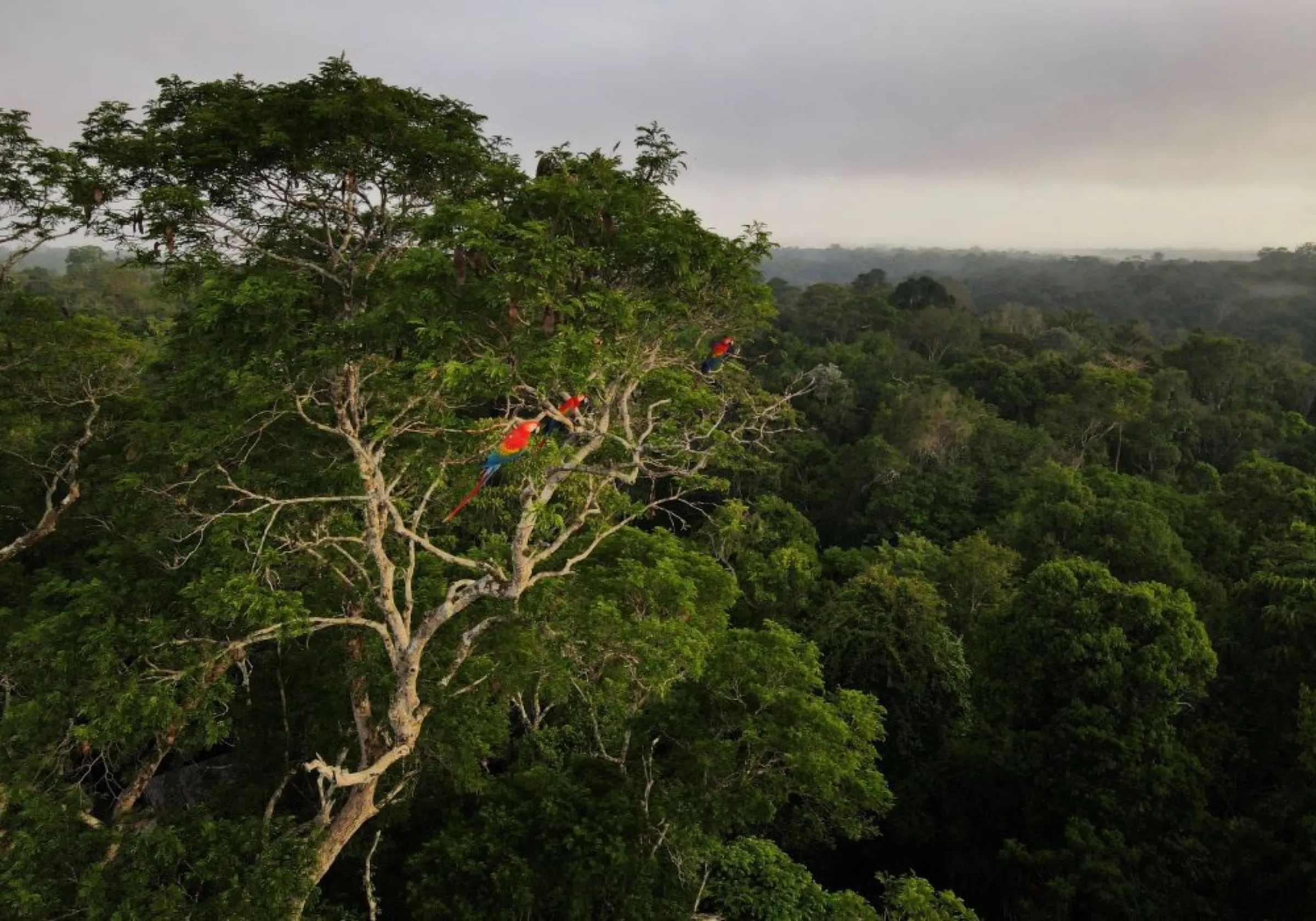 Macaws sit on a tree at the Amazon rainforest in Manaus, Amazonas State, Brazil October 26, 2022. REUTERS/Bruno Kelly