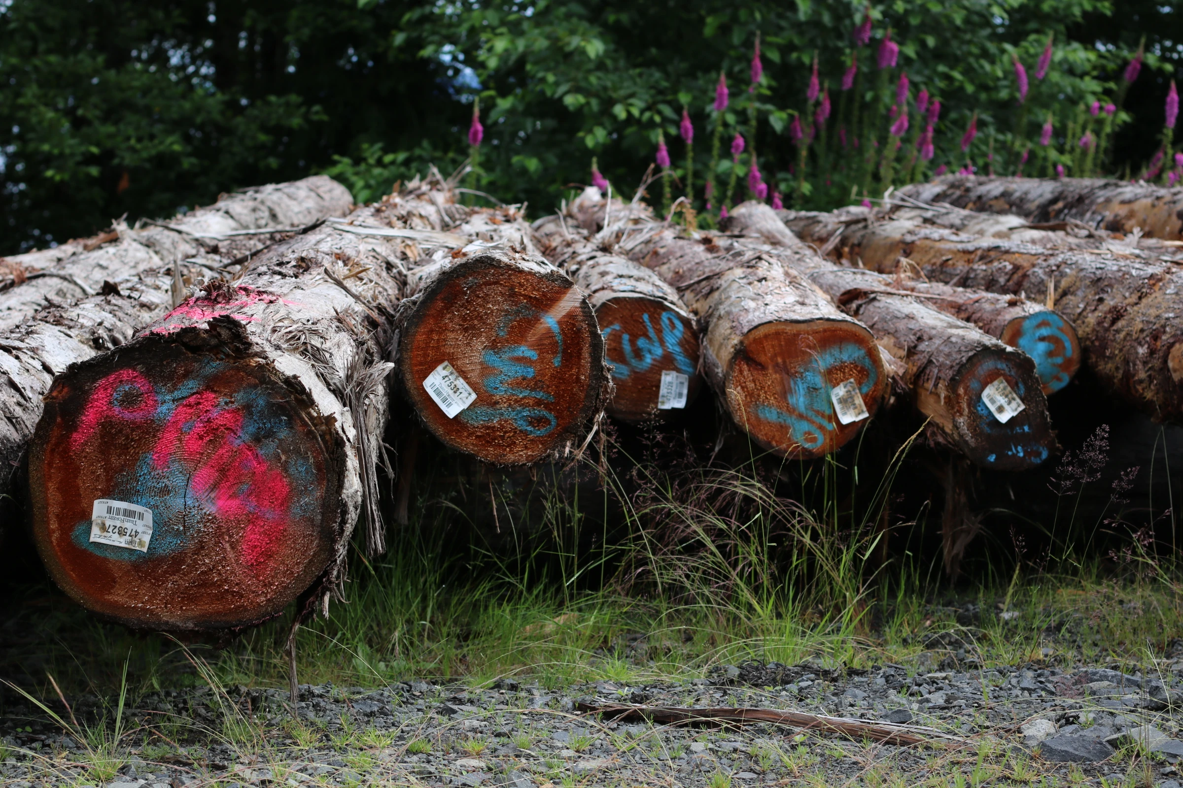 Taan Forest old-growth red cedar logs set aside for cultural purposes like totem poles and canoes in Haida Gwaii, on Graham Island, Canada. July 23, 2024. Thomson Reuters Foundation/Jack Graham