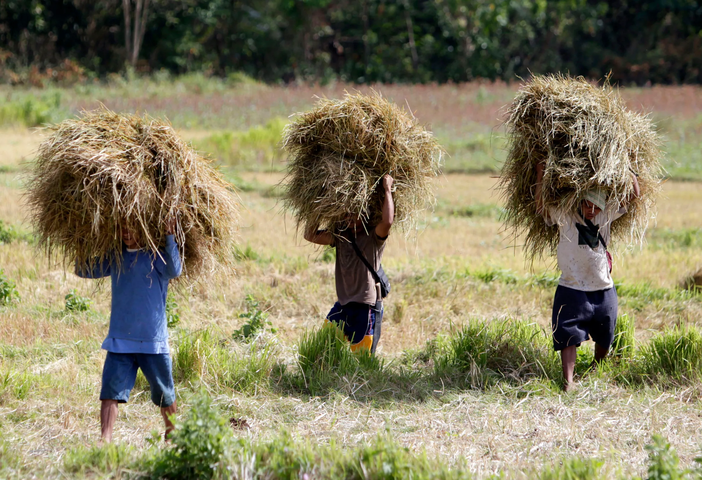 Farmers carry hay for animal feed on their heads at a farm in Magsaysay, Occidental Mindoro in central Philippines