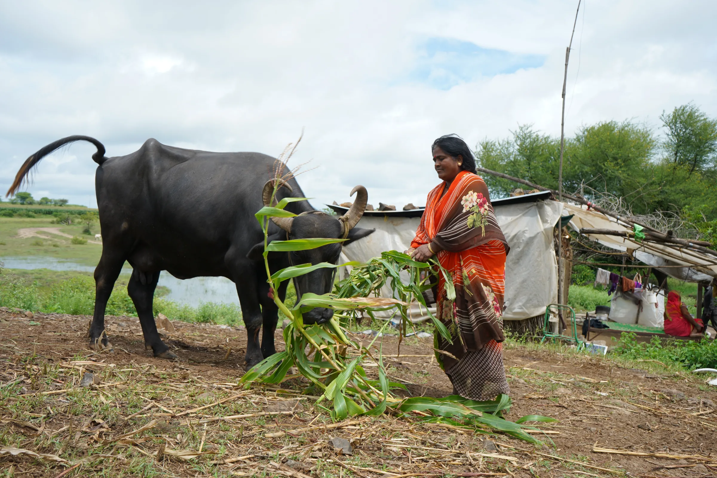 Farmer Sarita Bapu Gejage feeds her buffalo in Karkhel village in Satara district, India, September 14, 2022