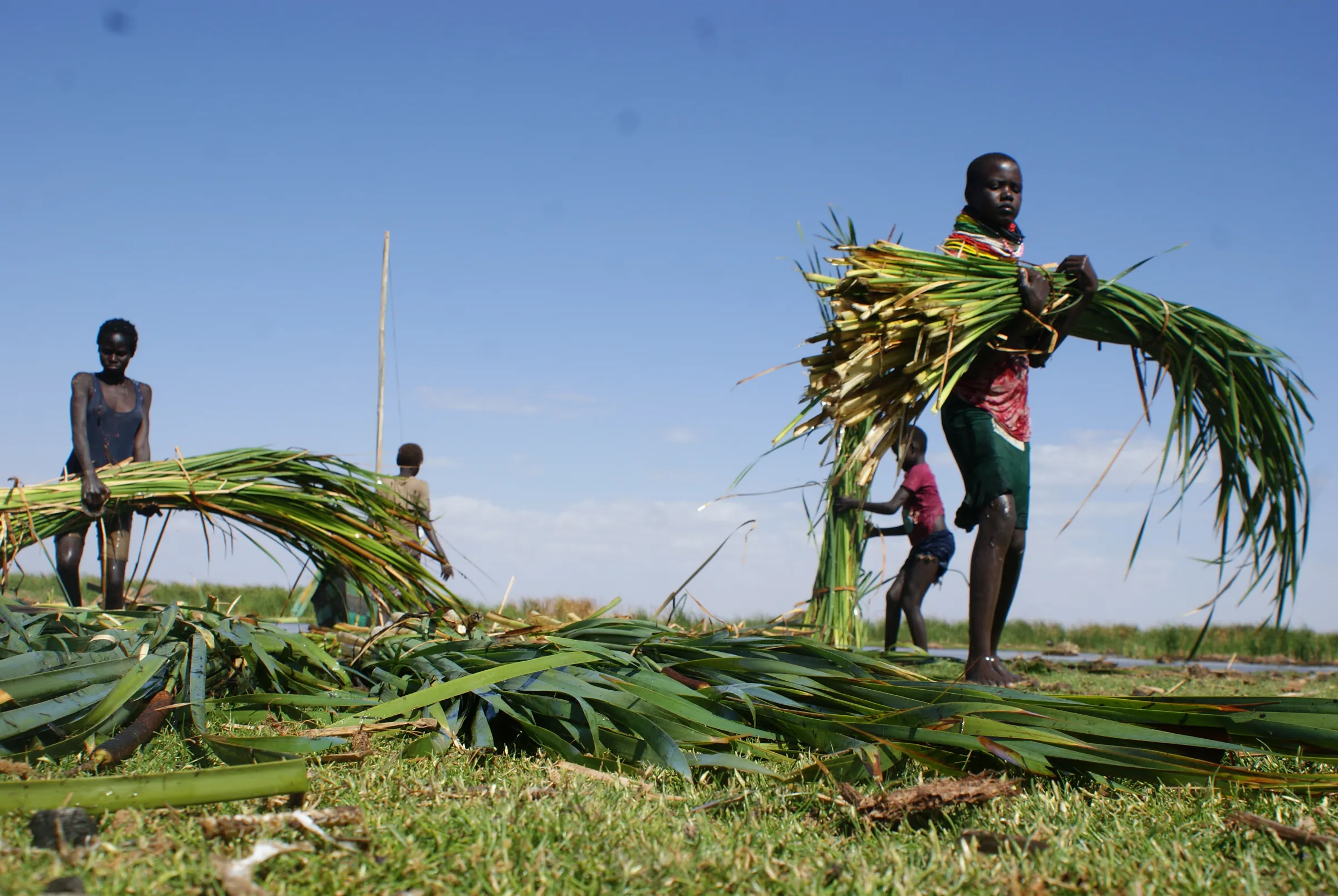 People carry harvested water reeds in Kanamukuny village, northern Kenya, 19 September, 2022. THOMSON REUTERS FOUNDATION/Kagondu Njagi
