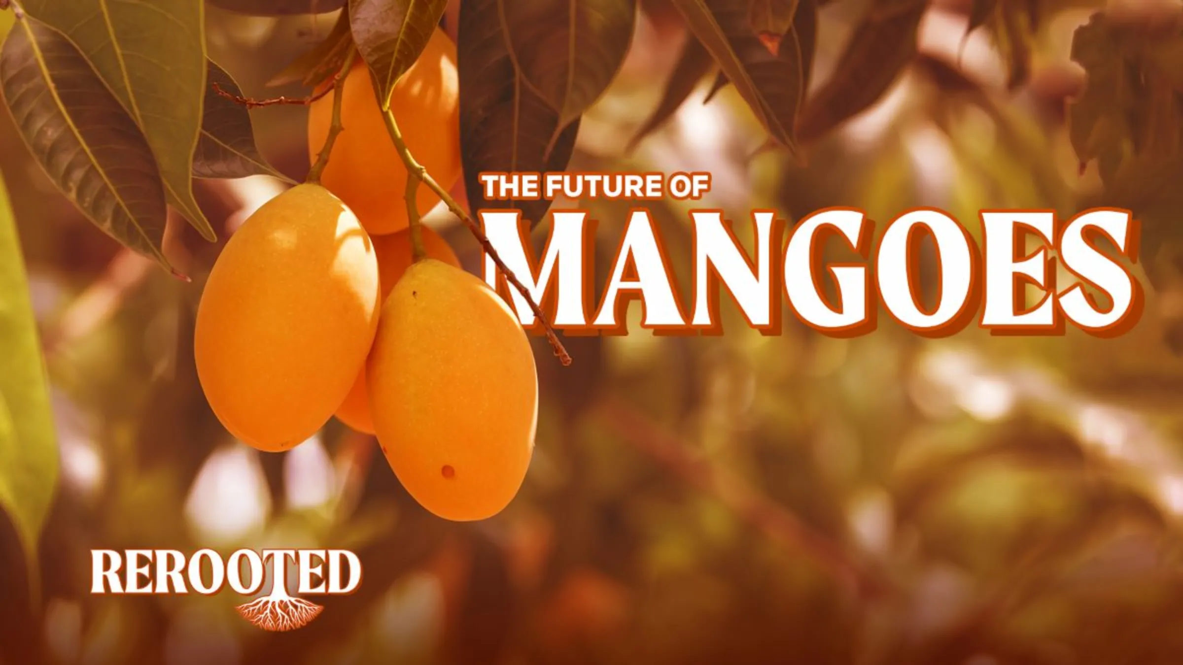 Mangoes hang from a tree in this illustration for the Context series Rerooted. Thomson Reuters Foundation/Karif Wat