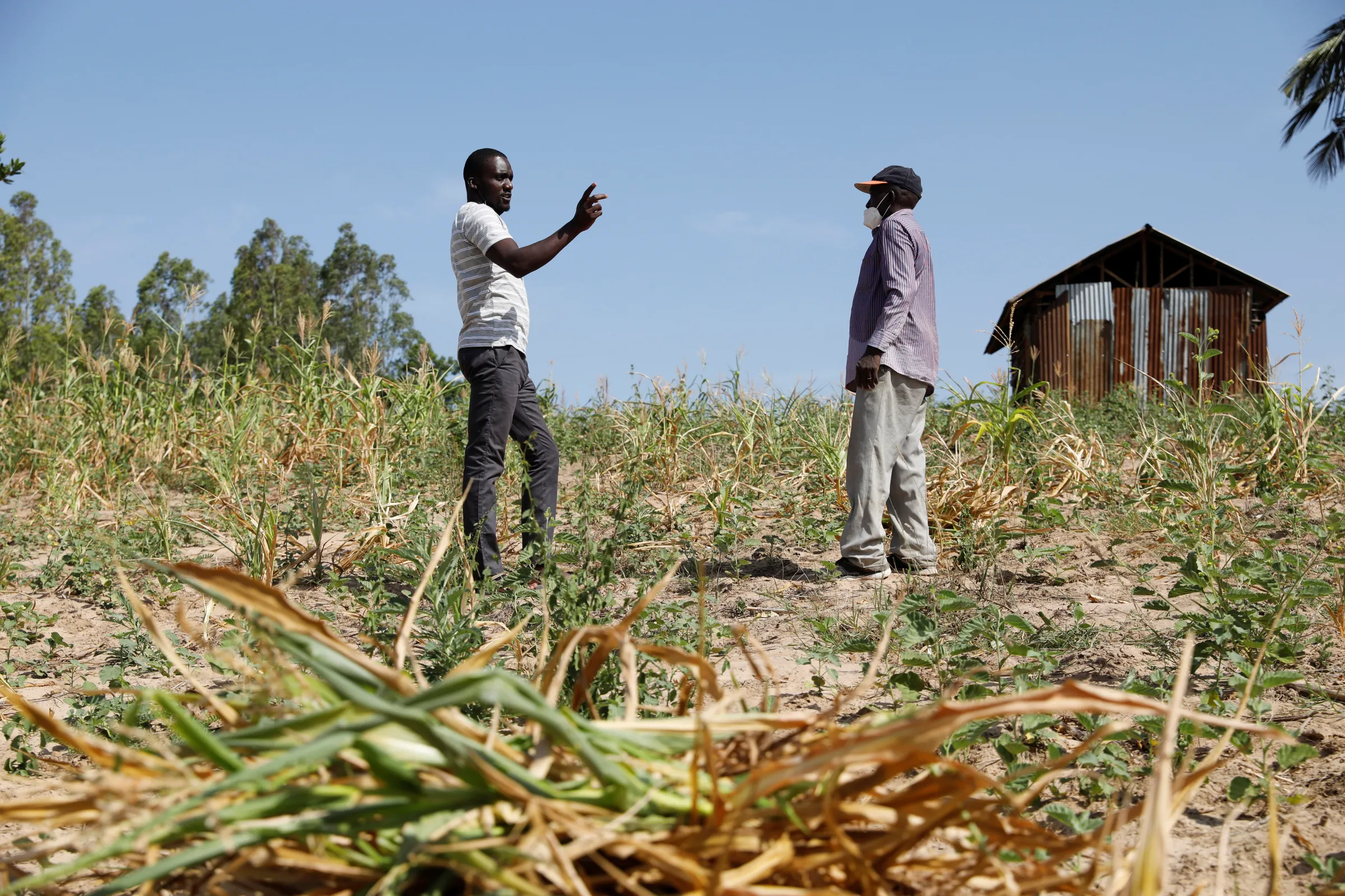 Famine Early Warning System Network in Africa (FEWS NET) scientist talks to farmer after he uprooted his maize field that failed because of a drought in Kilifi county, Kenya, February 16, 2022. REUTERS/Baz Ratner