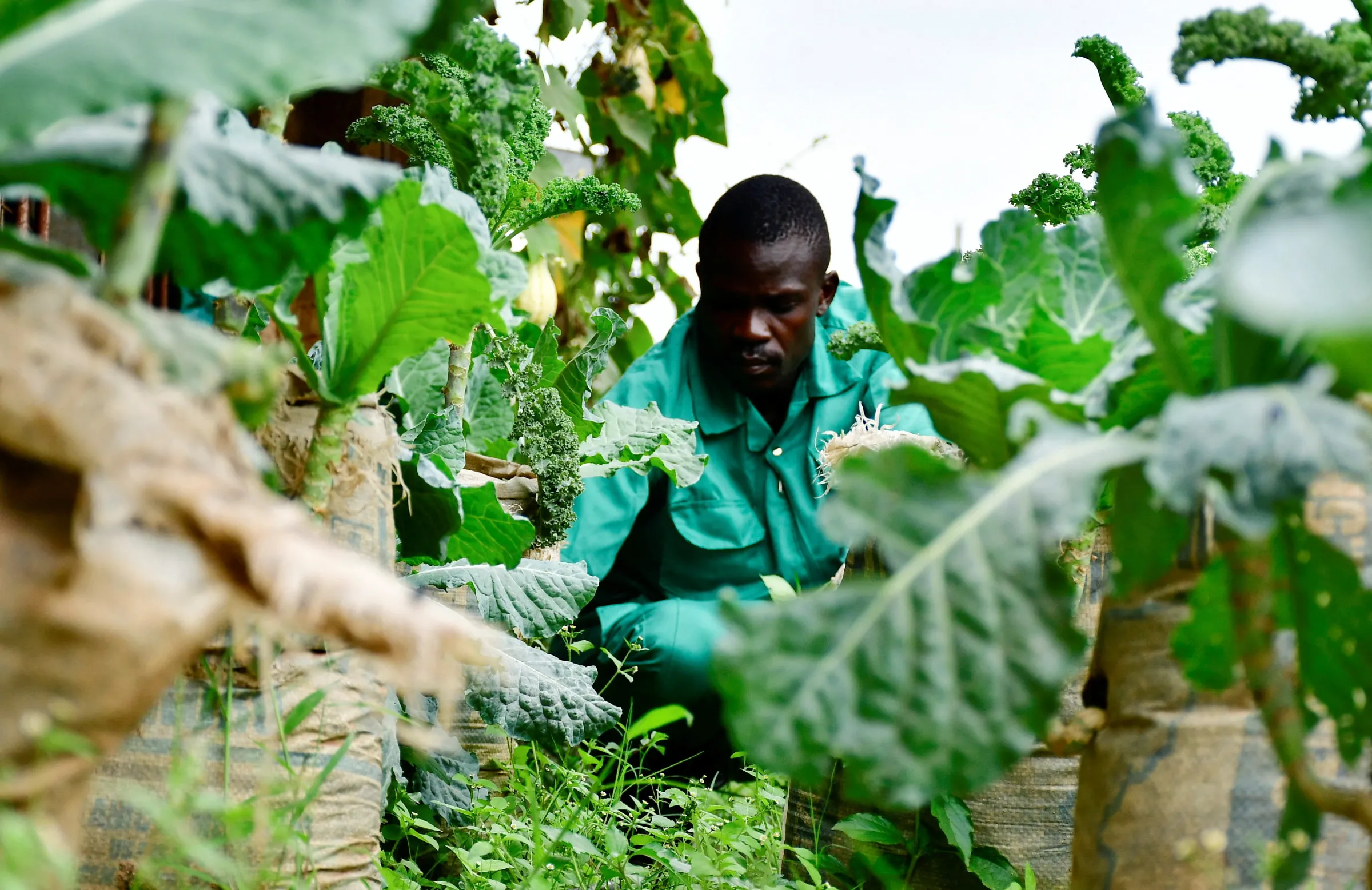 A farm manager attends to his crops at his urban farm in Kamwokya suburb of Kampala, Uganda, August 11, 2025. REUTERS/Abubaker Lubowa