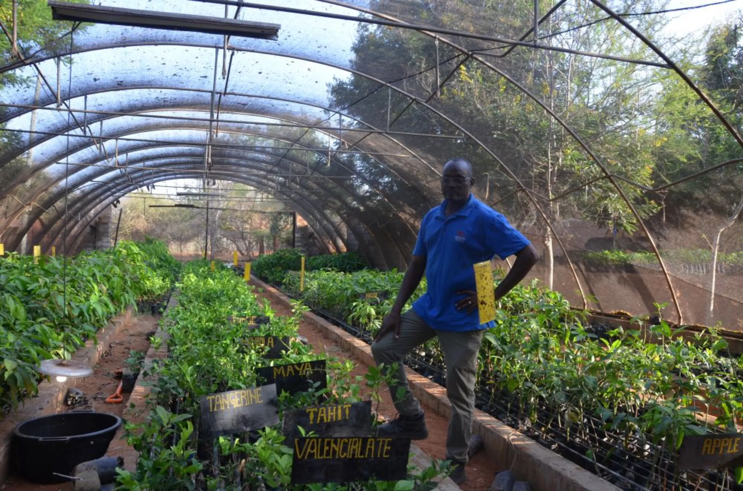 George Thumbi, manager of the Kasigau Redd+ project's agrobusiness forestry department, stands in the greenhouse. February 2023