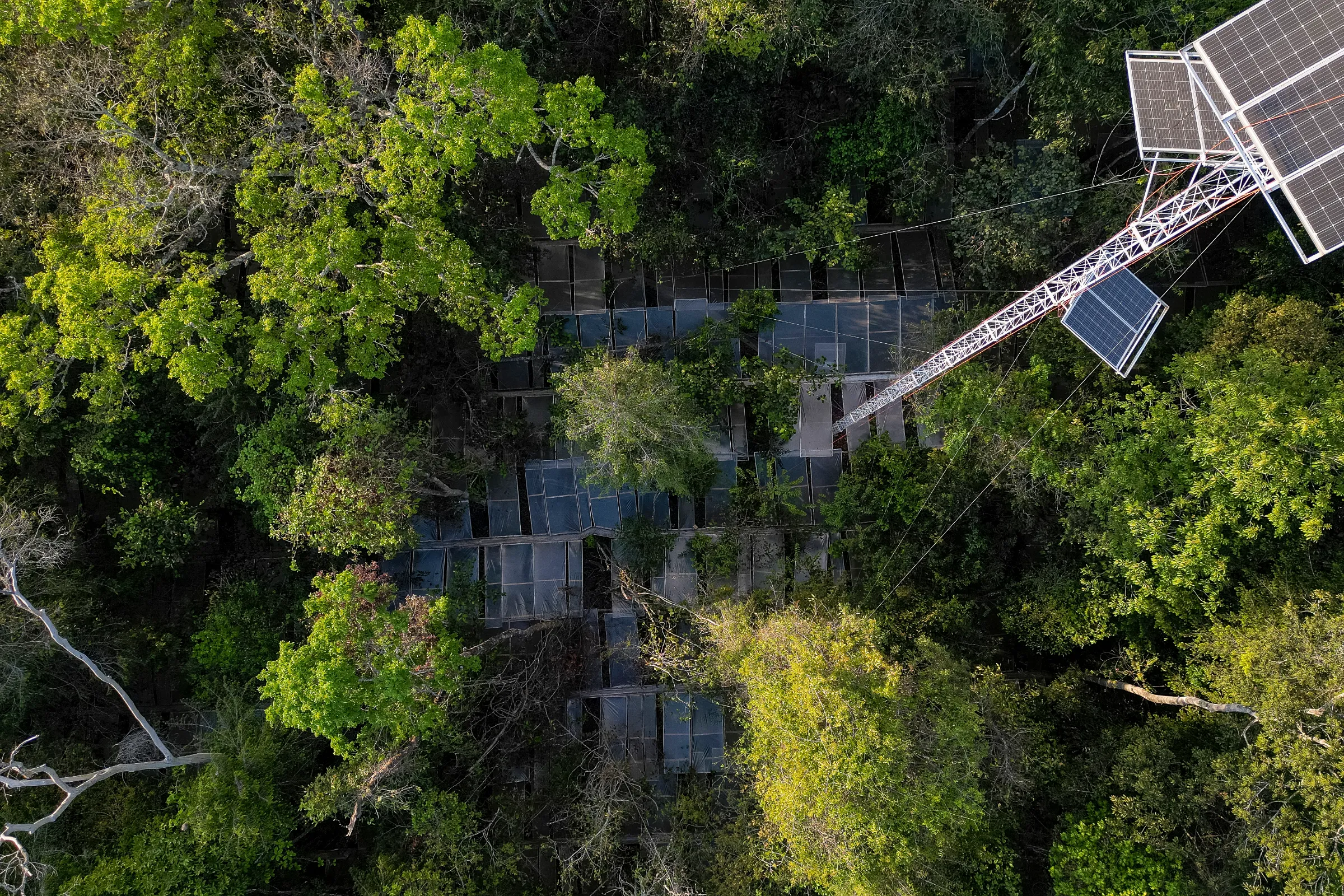 Plastic sheets set up amid the Amazon rainforest to keep rainwater from infiltrating into the ground as part of the Limit Drought experiment in Querência, Brazil, August 25, 2025. Thomson Reuters Foundation/Rogério Florentino
