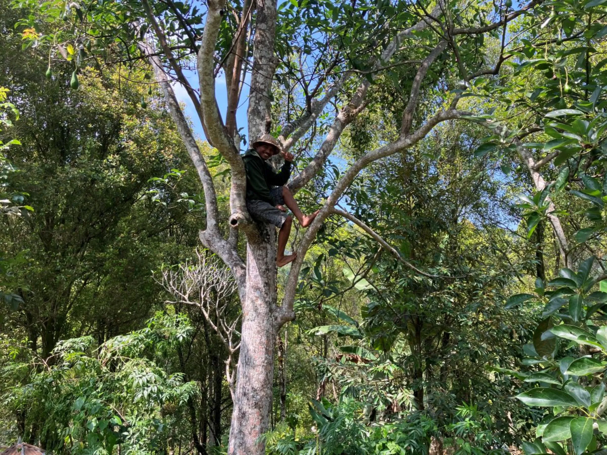 A farmer and member of the Adat Dalem Tamblingan Indigenous community climbs one one of his trees on his land in northern Bali, Indonesia on Sept 19, 2023. Thomson Reuters Foundation/Michael Taylor