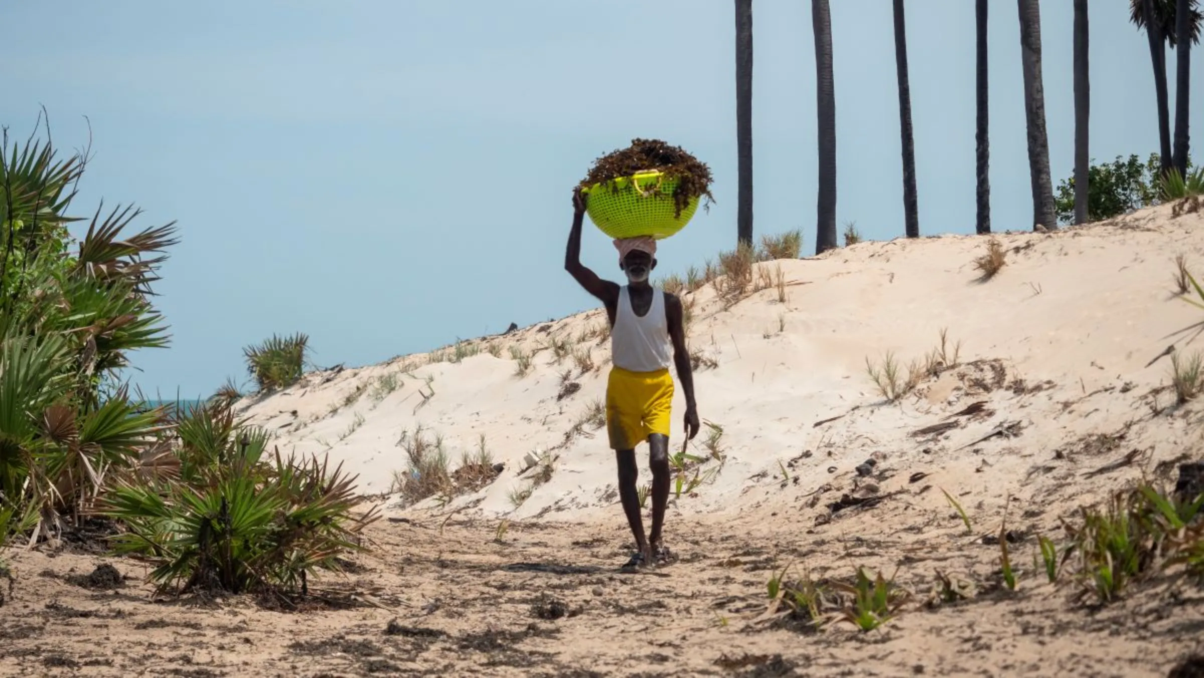 Seaweed collector Gunasekaran offloads his seaweed harvest in Rameswaram, India on July 16, 2023. Thomson Reuters Foundation/Nirbhay Kuppu