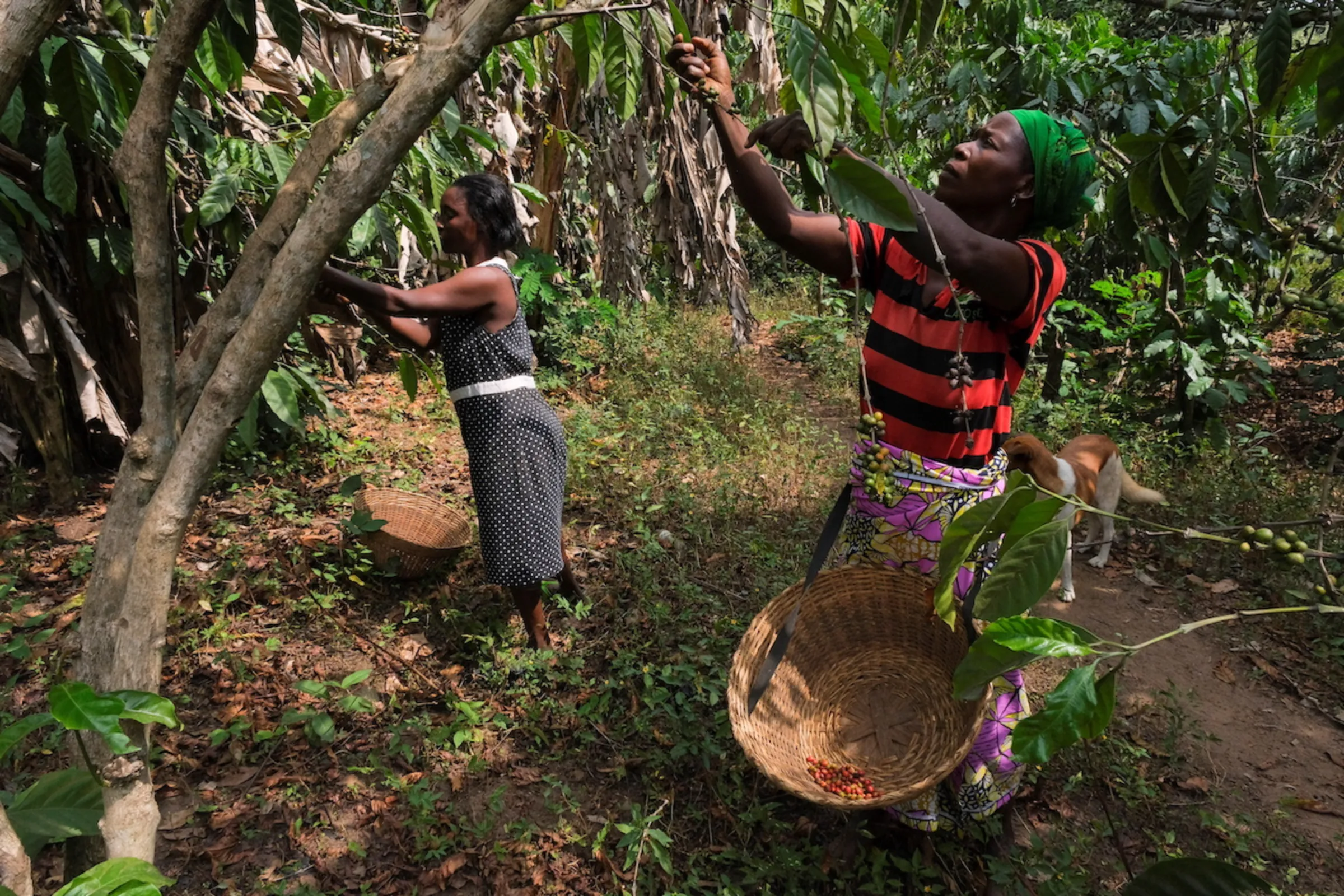 Female coffee growers harvest coffee beans on a farm in the Dzogbedo community in the Volta Region, Ghana, January 26, 2023