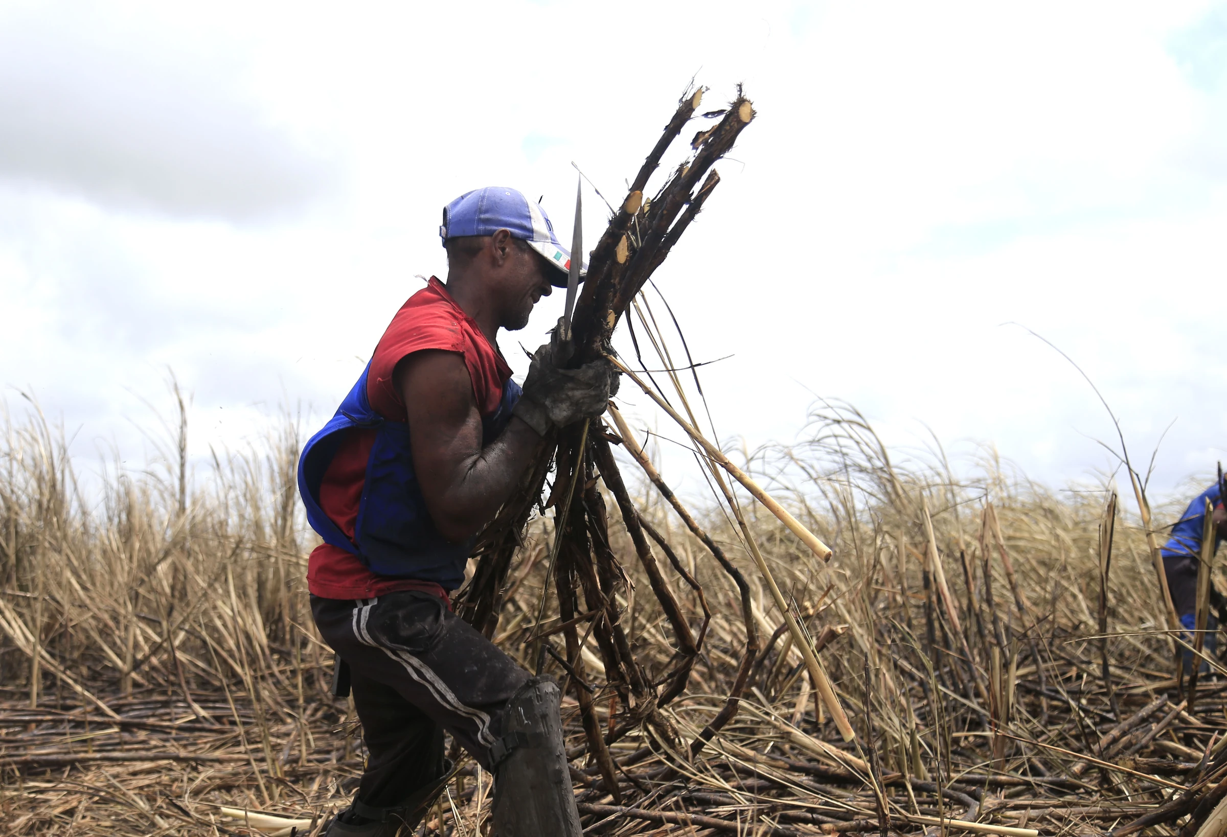 A worker harvests sugarcane in a plantation near Maceio, Brazil, on September 27, 2021. Thomson Reuters Foundation/Ailton Cruz