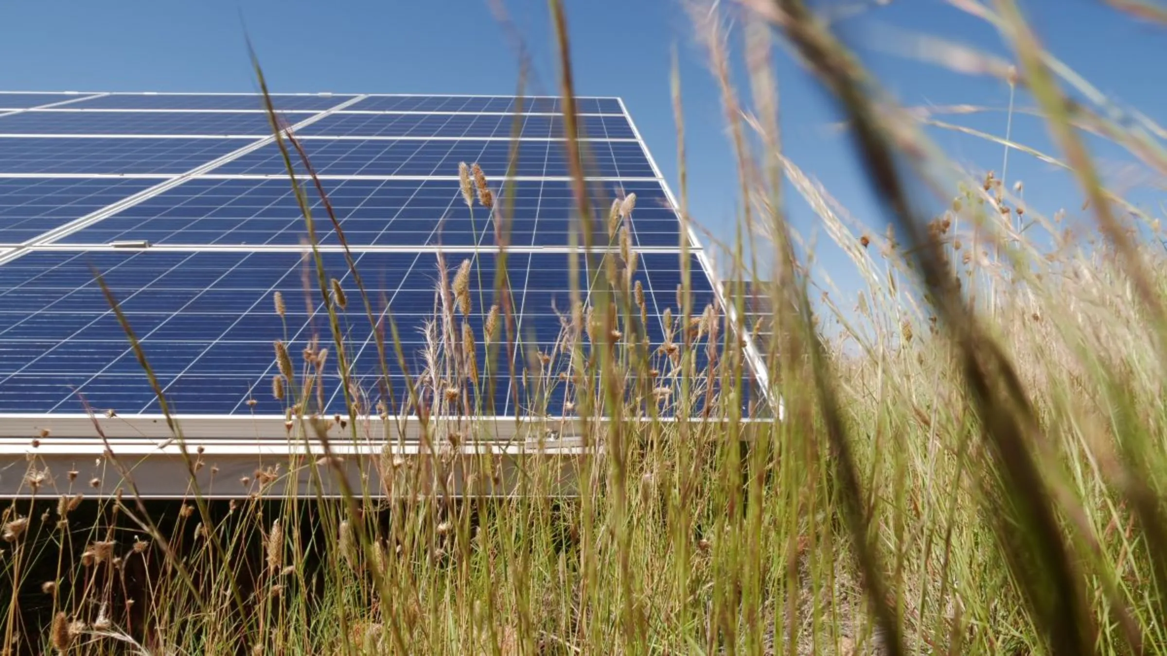 A solar panel  seen behind grass at Globeleq solar farm in De Aar, Northern Cape, South Africa. February 19, 2022. Thomson Reuters Foundation/Kim Harrisberg