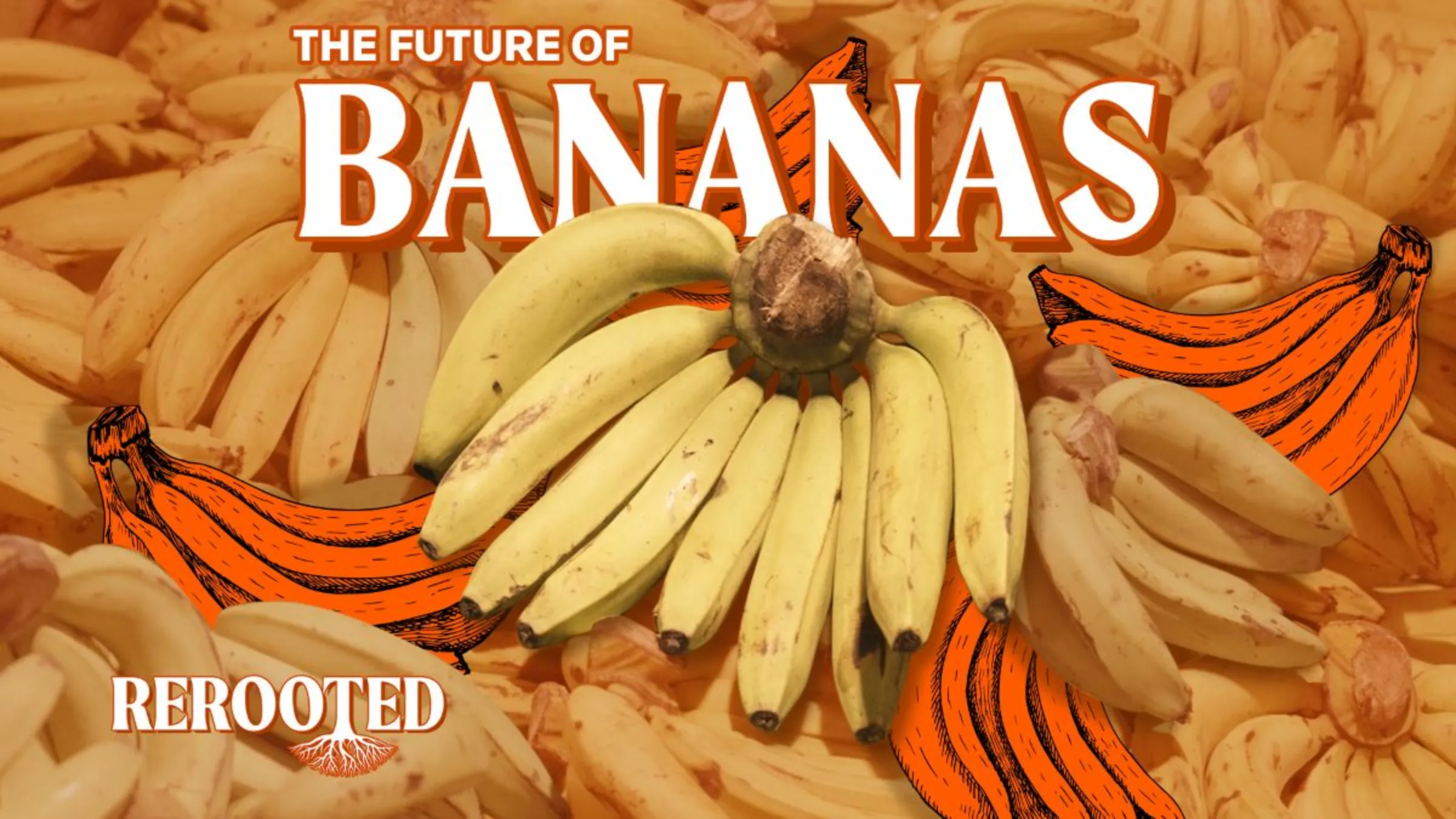 Rerooted – future of bananas