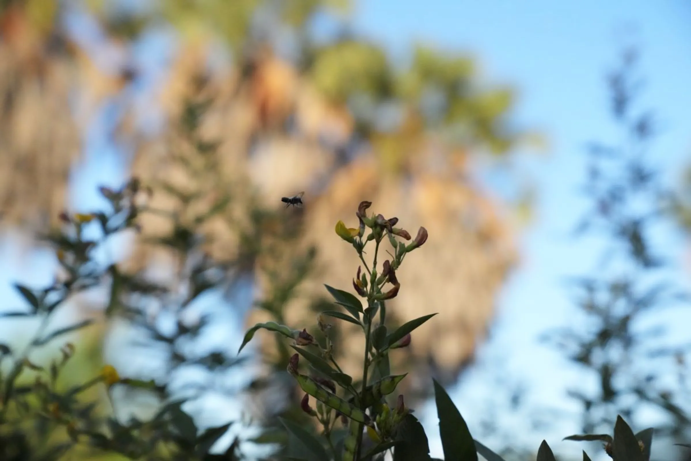 Honey bee from a beehive fence pollinate crops on a farm near Meru National Park in central Kenya on Feb. 7, 2024. Thomson Reuters Foundation/Stringer