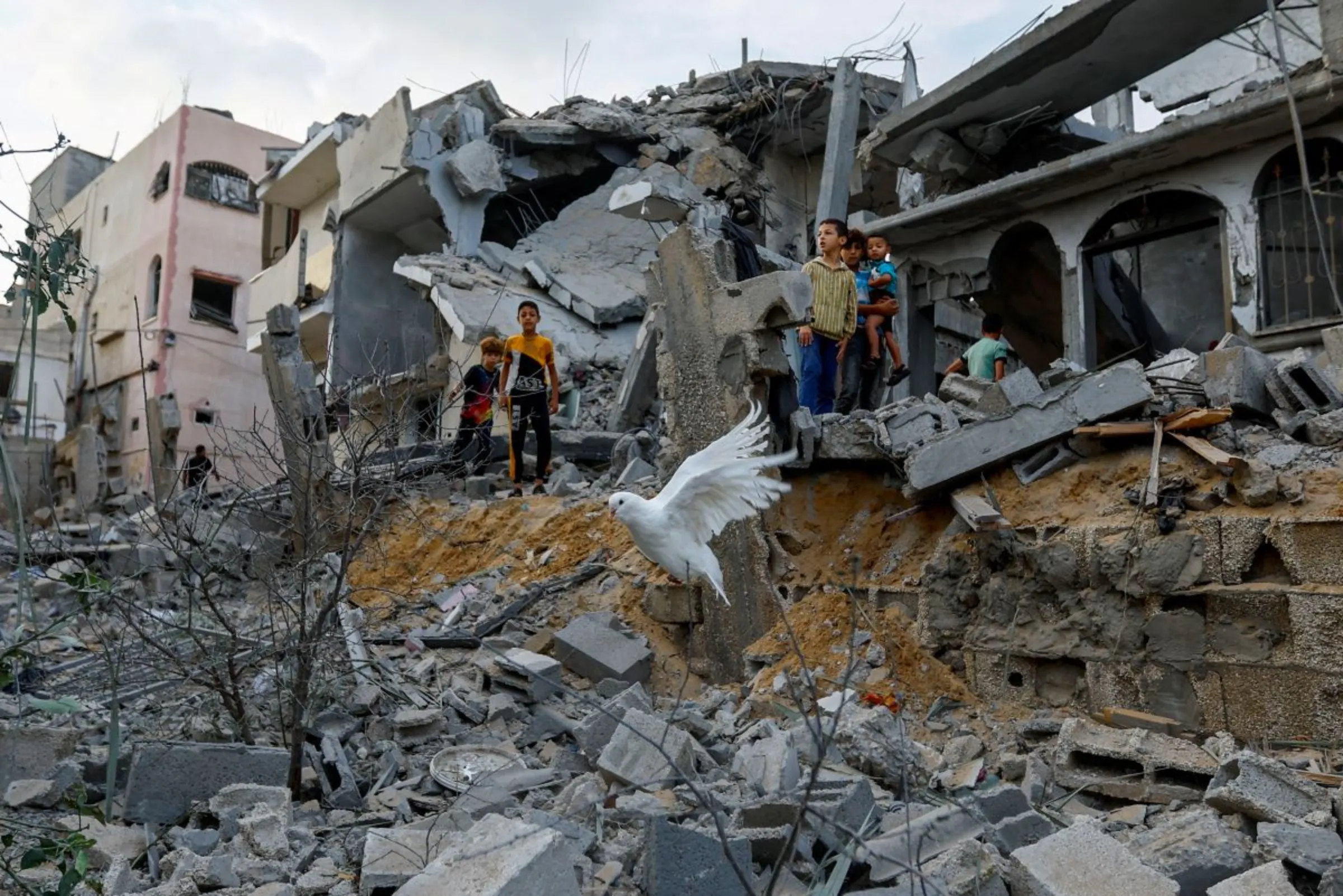 A dove flies over the debris of houses destroyed in Israeli strikes, in Khan Younis in the southern Gaza Strip October 11, 2023