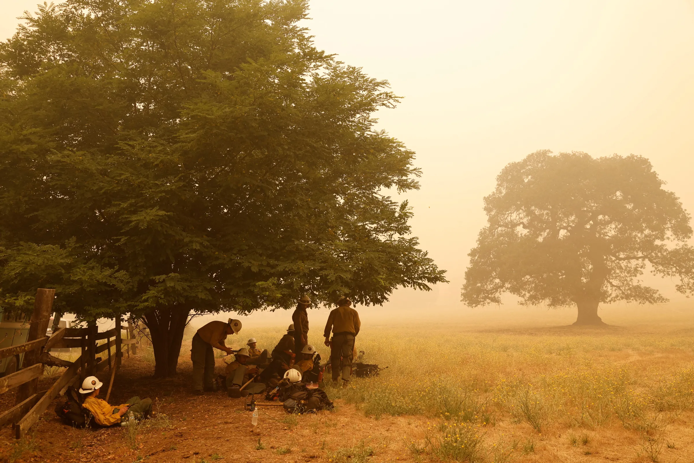 Firefighters are silhouetted standing under a tree