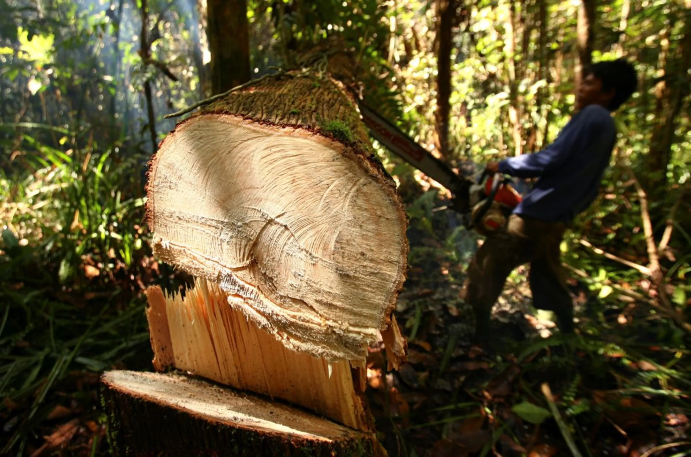 An illegal logger cuts down a tree to be turned into planks for construction in a forest south of Sampit in Indonesia's Central Kalimantan province November 14, 2010