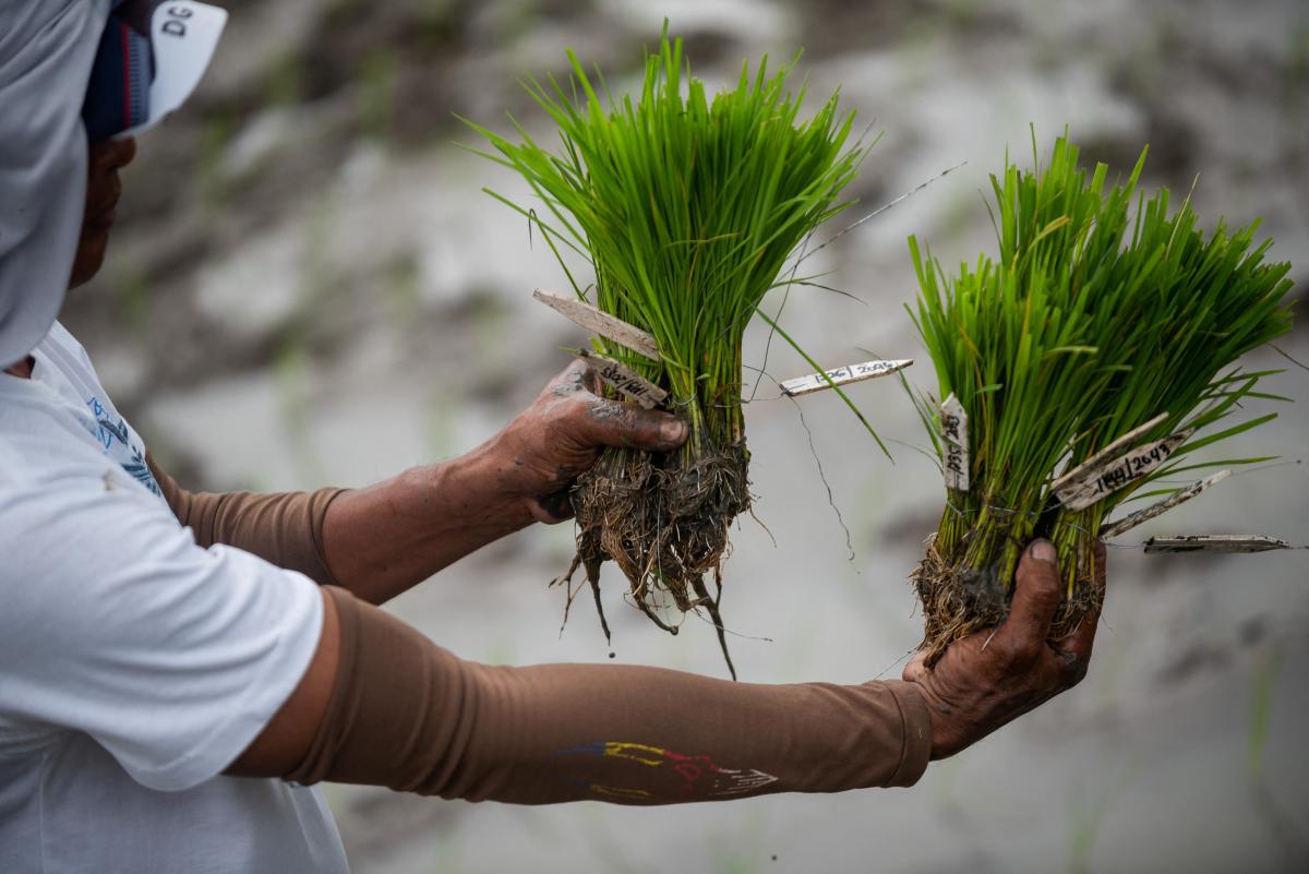 Governments Put Sustainable Food Systems On The Table At COP28 | Context