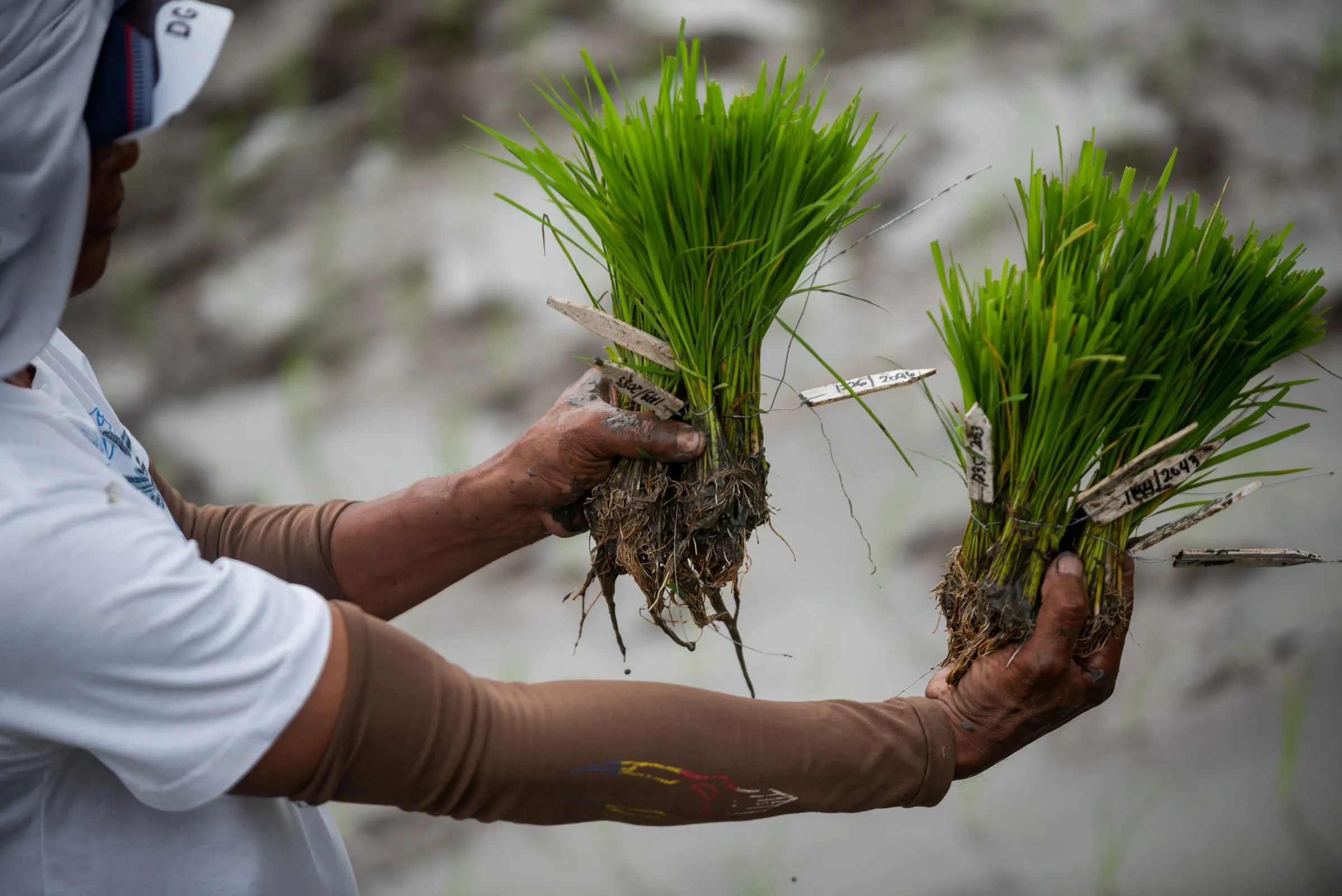 A farmer shows rice seedlings that are part of a breeding program for late-maturing varieties, at the International Rice Research Institute, in Los Banos, Laguna province, Philippines, January 18, 2023. REUTERS/Lisa Marie David