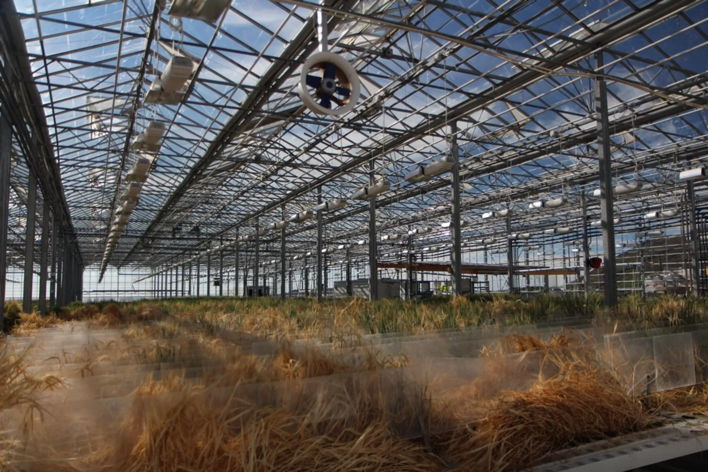 Barley plants in various stages of growth at ORF Genetics’ greenhouse in southwest Iceland on August 24, 2020