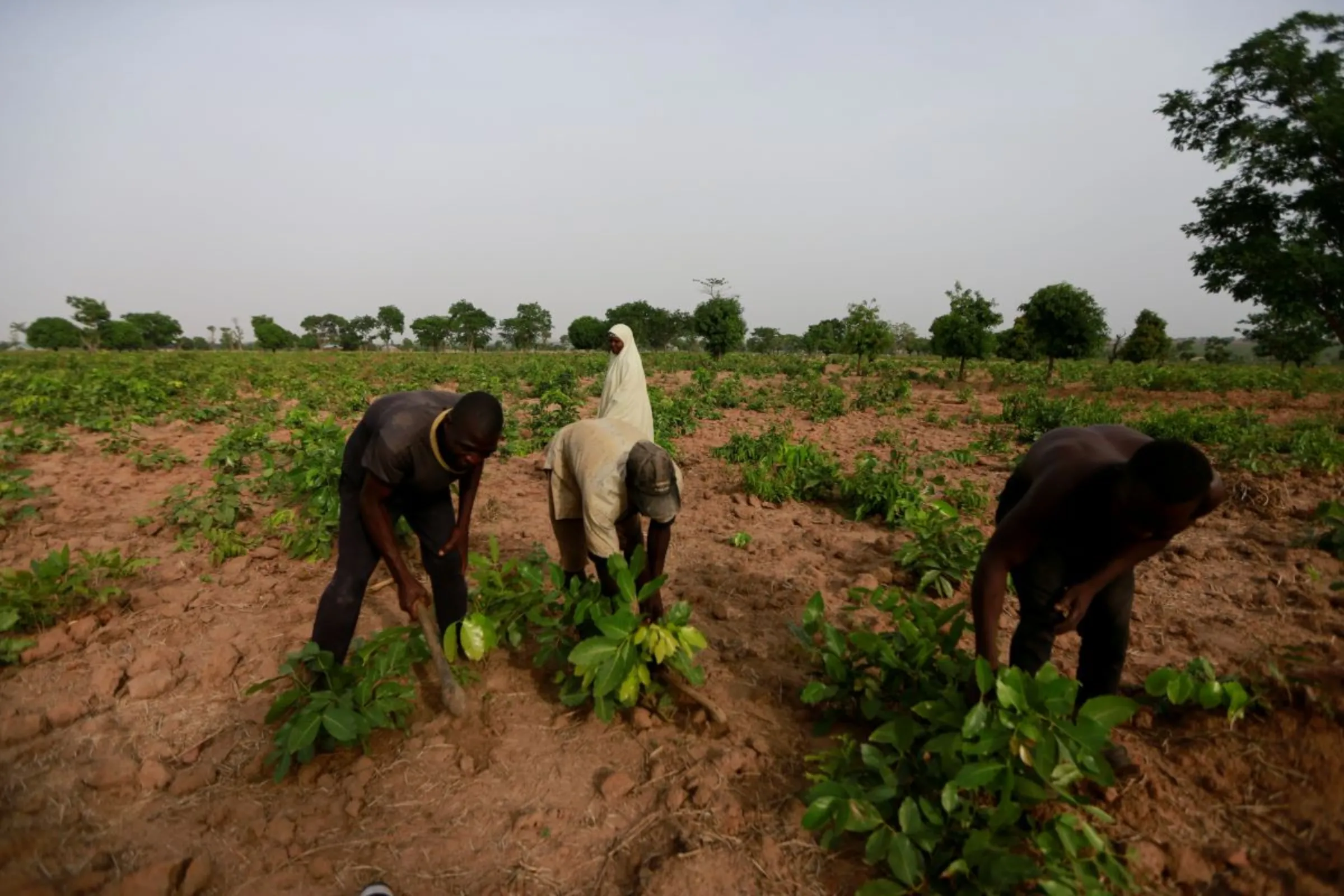 Workers work in a farm in Kaduna, Nigeria. April 28, 2021. REUTERS/Afolabi Sotunde