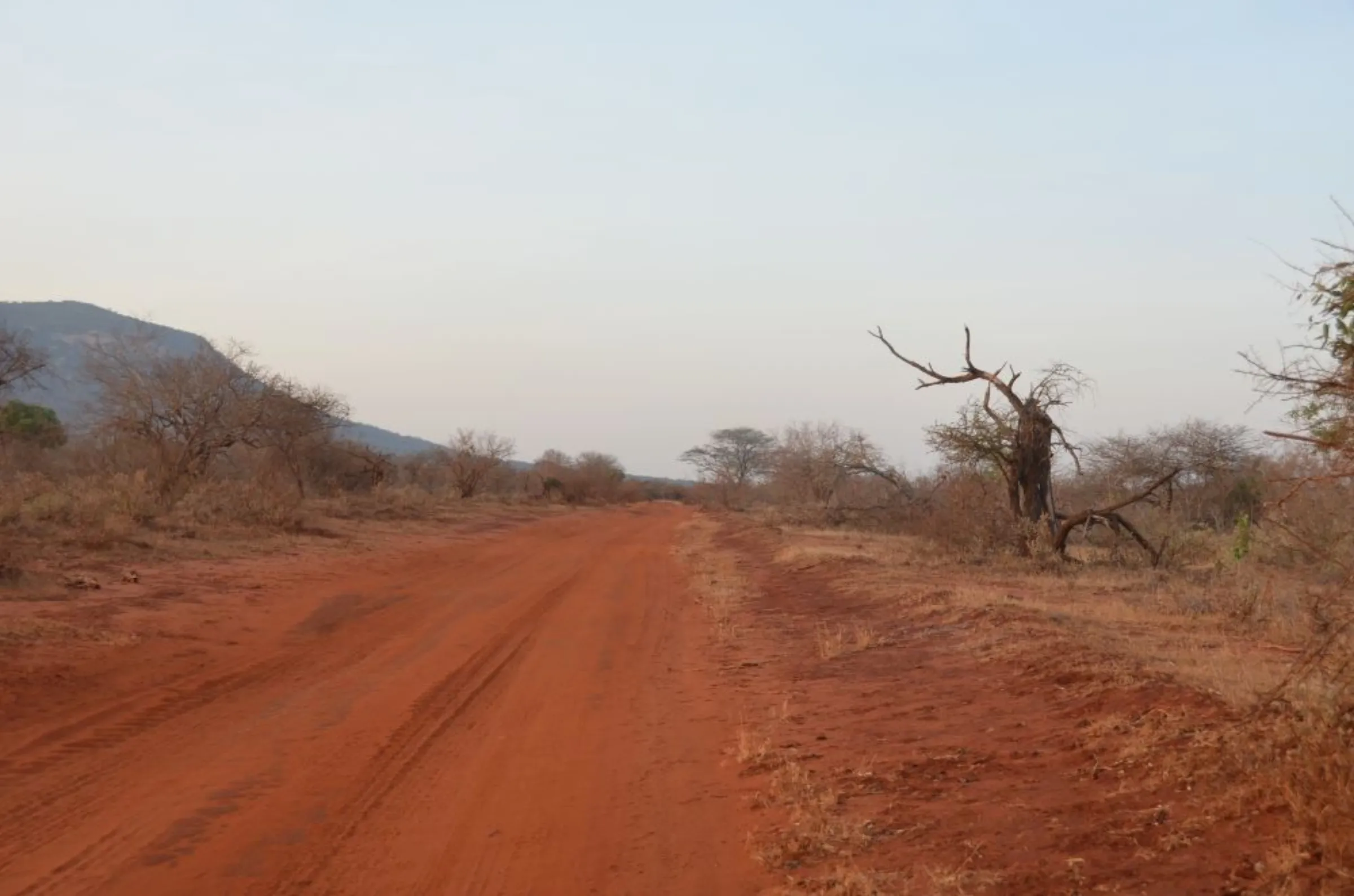 Saplings of indigenous trees at the Kasigau Redd+ project in Kenya. February 2023