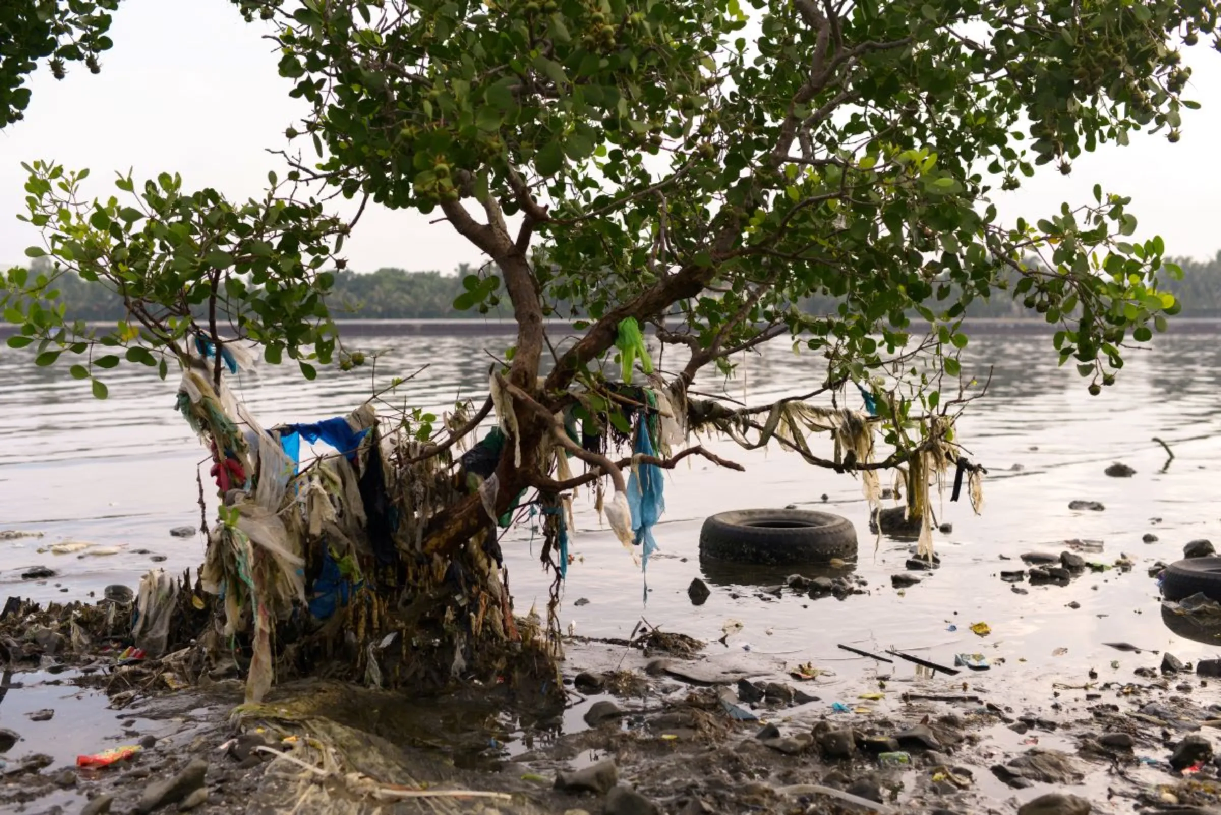 Plastic trash is stuck between mangroves in Freedom Island, Paranaque City, Metro Manila, Philippines August 20, 2019. REUTERS/Eloisa Lopez