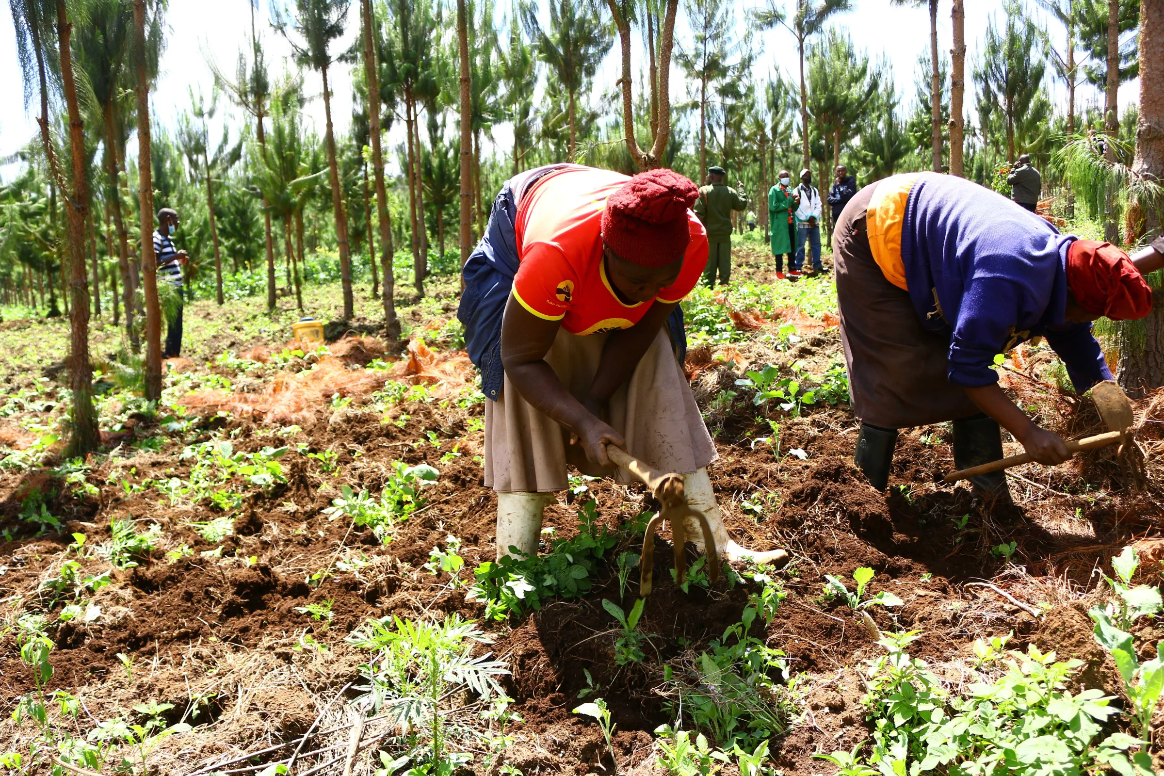 Members of the Uplands Community Forest Association plant food crops among trees