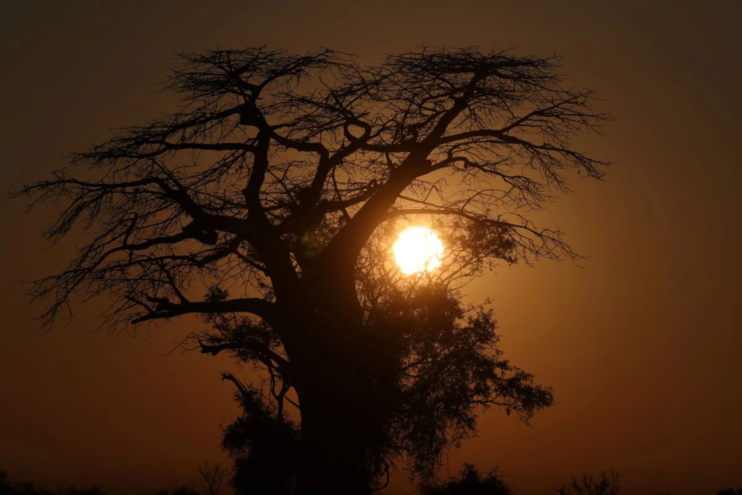 The sun rises behind a Baobab tree in the Okavango Delta, Botswana, April 25, 2018. REUTERS/Mike Hutchings