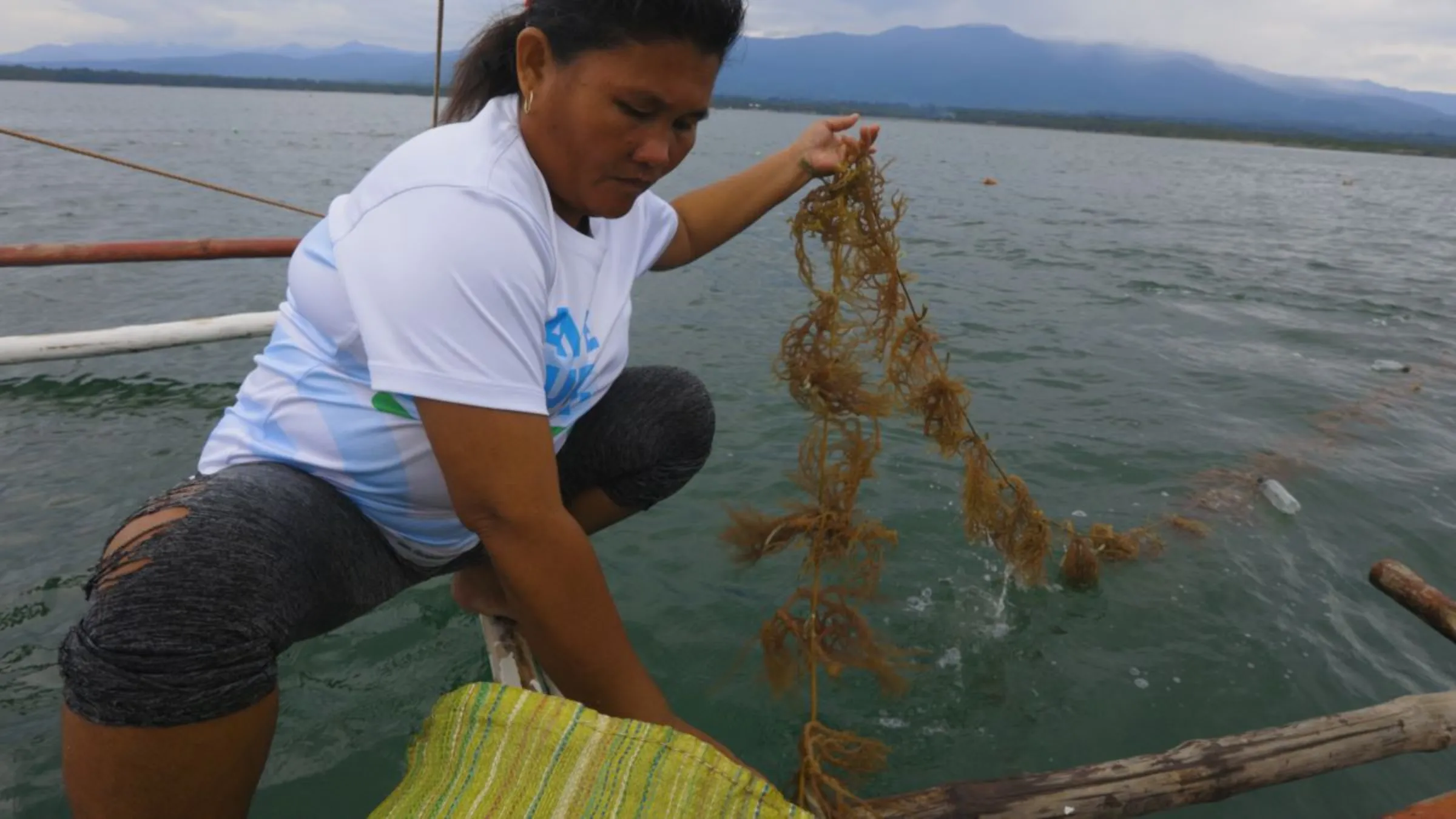 Seaweed farmer, Analiza Hiyangan, pulls seaweed from the ocean in this still from Context video, 'Seaweed can do lots of things. Can it survive climate change?' Thomson Reuters Foundation/Meghan McDonough