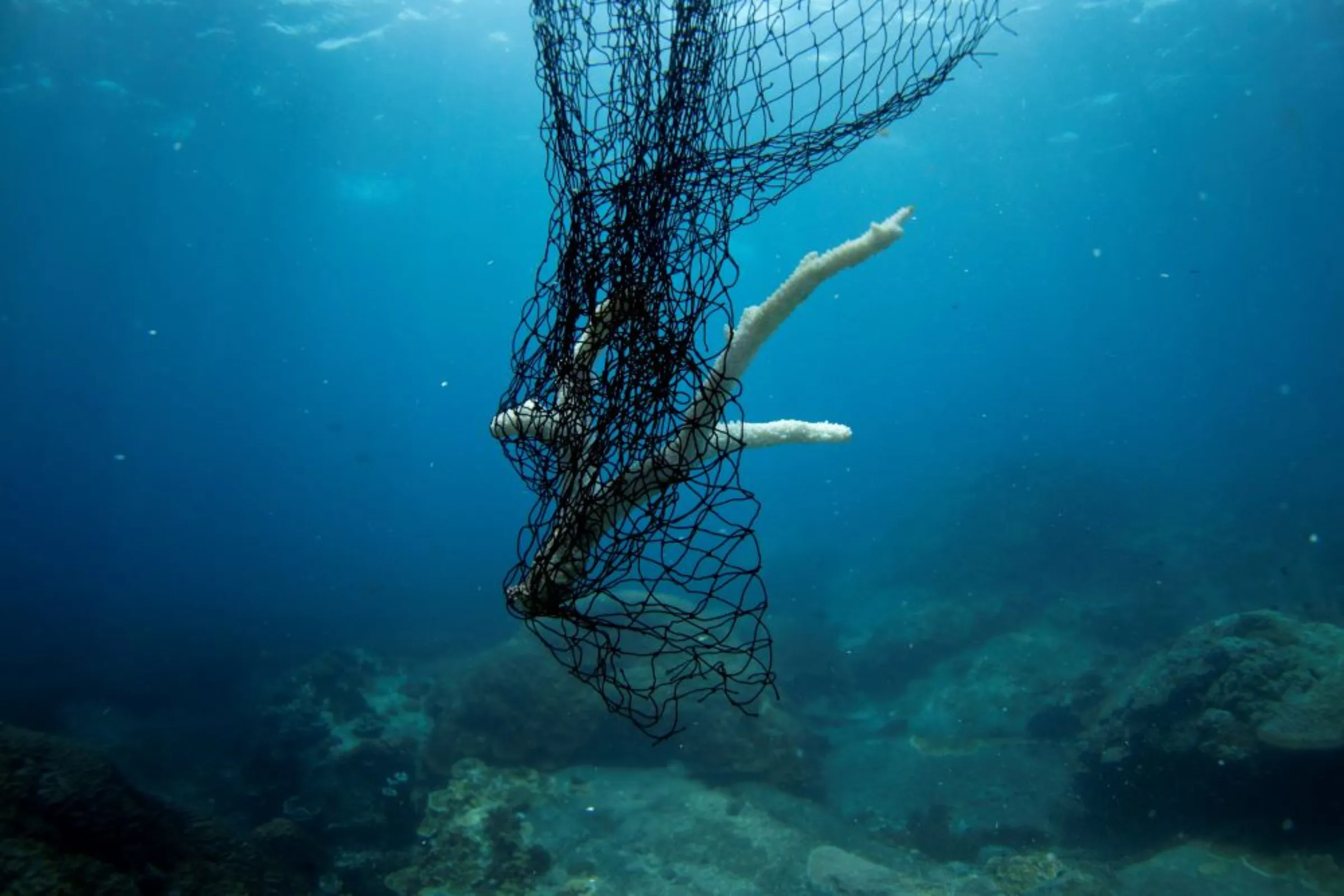 A piece of bleached broken coral is taken out of the sea attached to an abandoned fishing net that was covering a coral reef in a protected area of Ko Losin, where a group of volunteer divers and the Coastal Resources Research Center, helped by the Royal Thai Navy, removed 2,750 sq m of them, Ko Losin, Thailand June 20, 2021.