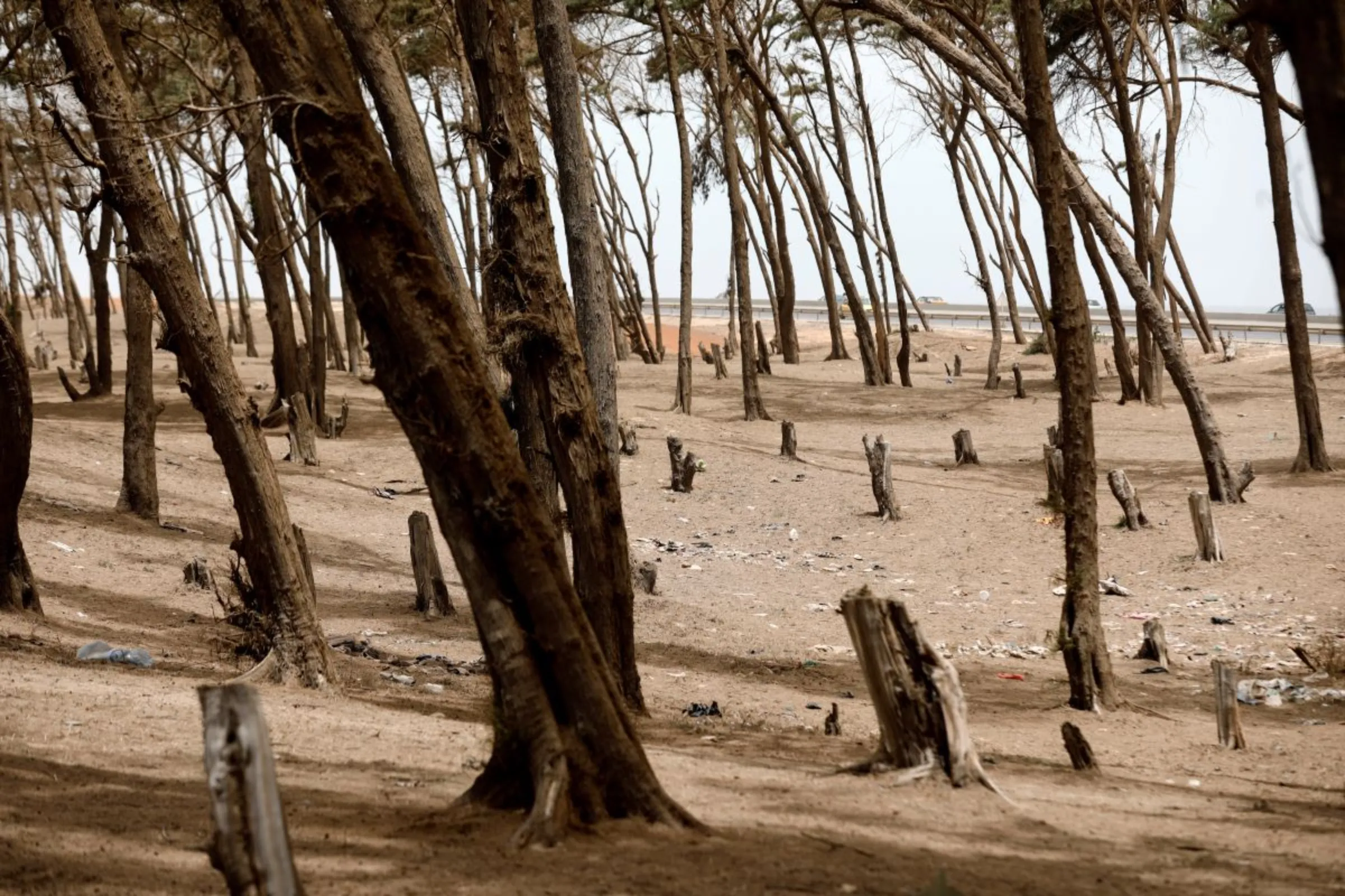 Remains of cut down trees are pictured next to the coast of Guediawaye on the outskirts of Dakar, Senegal June 21, 2020. REUTERS/Zohra Bensemra