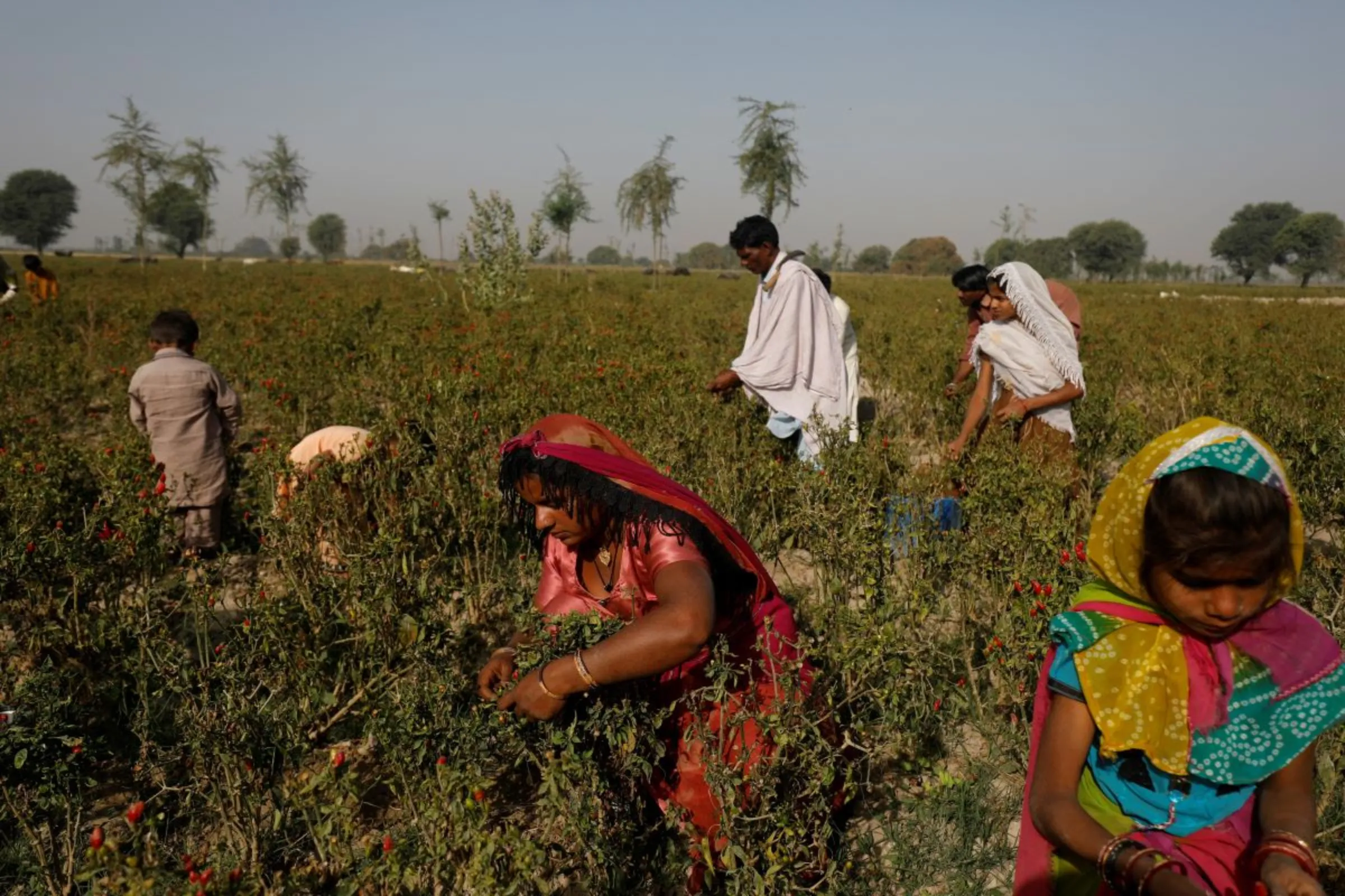A family harvests red chili peppers in Kunri, Pakistan, February 24, 2022. Devastating floods across Pakistan in August and September after several years of high temperatures, have left chilli farmers struggling in a country heavily dependent on agriculture