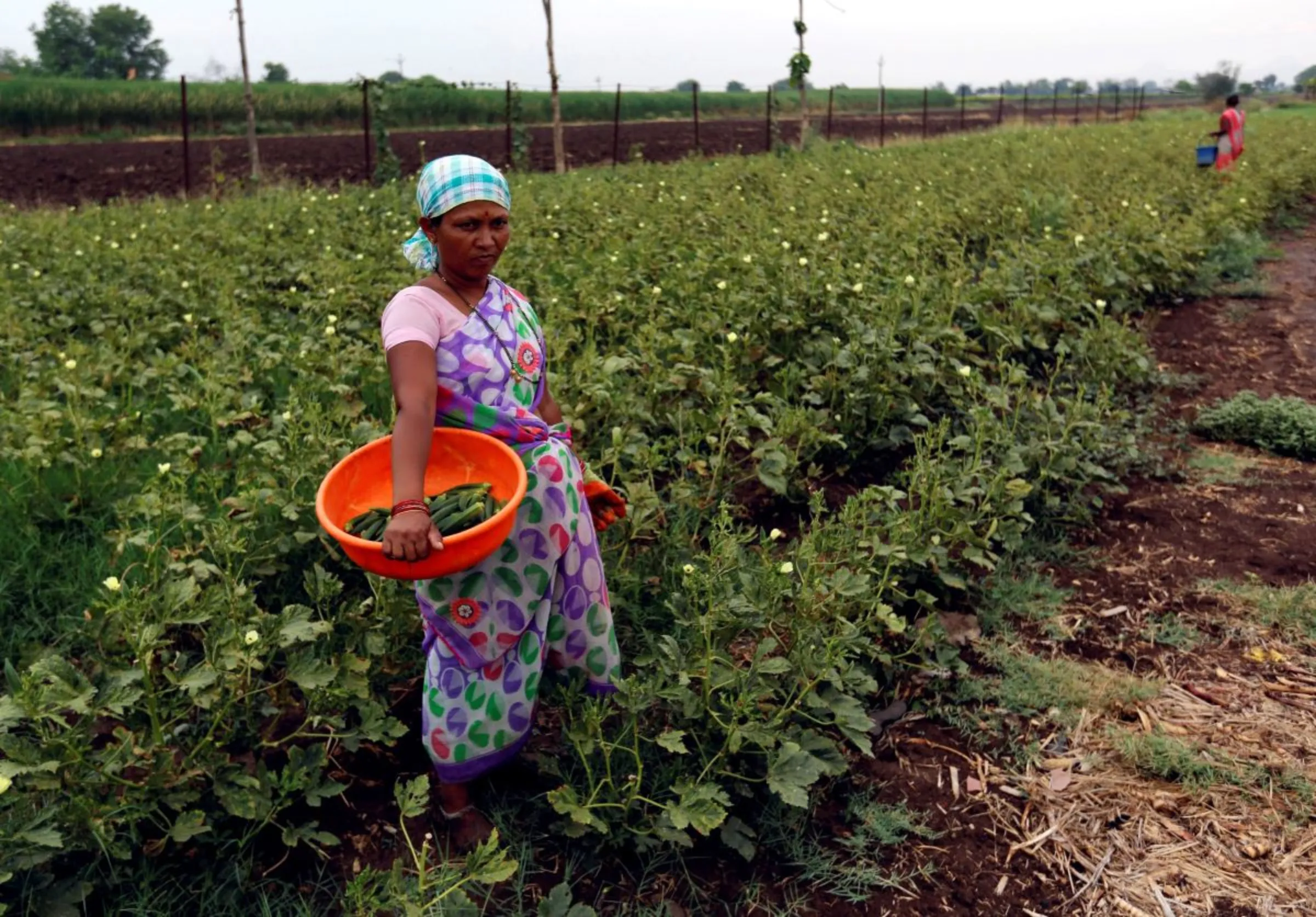 A woman takes a break while picking okra at field in a village in Nashik, India June 2, 2017