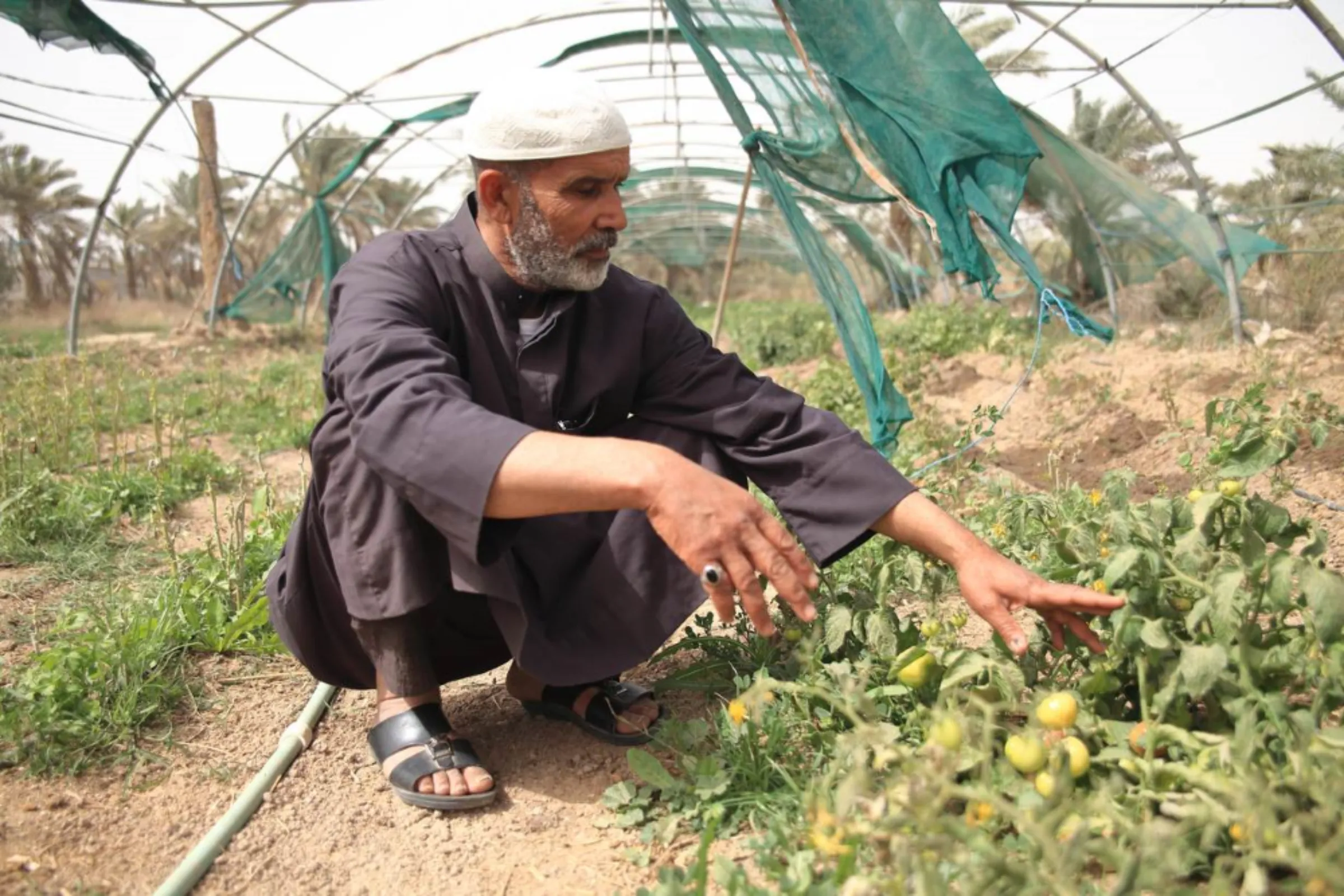 Qasim Abdul Wahad, an Iraqi small-scale farmer, looks at his dying tomato crops on his farm near the village of Abu Al-Khaseeb in southern Iraq’s Basra governorate, March 6, 2022