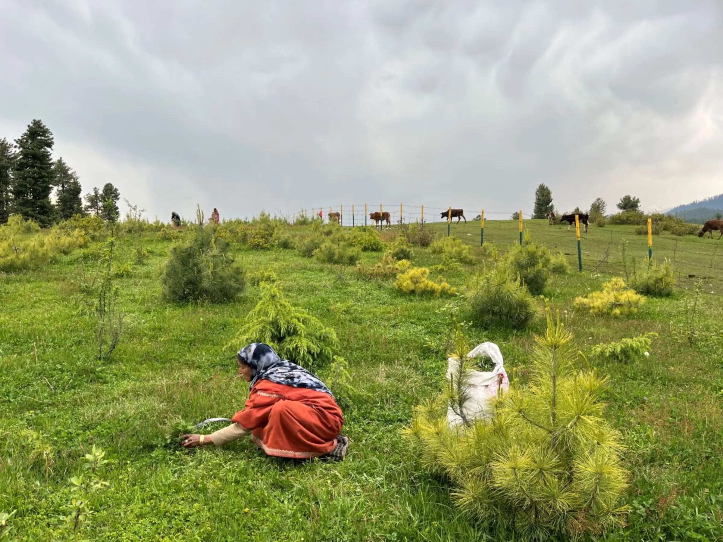 A woman works on a farm in Budgam, India, May 29, 2022