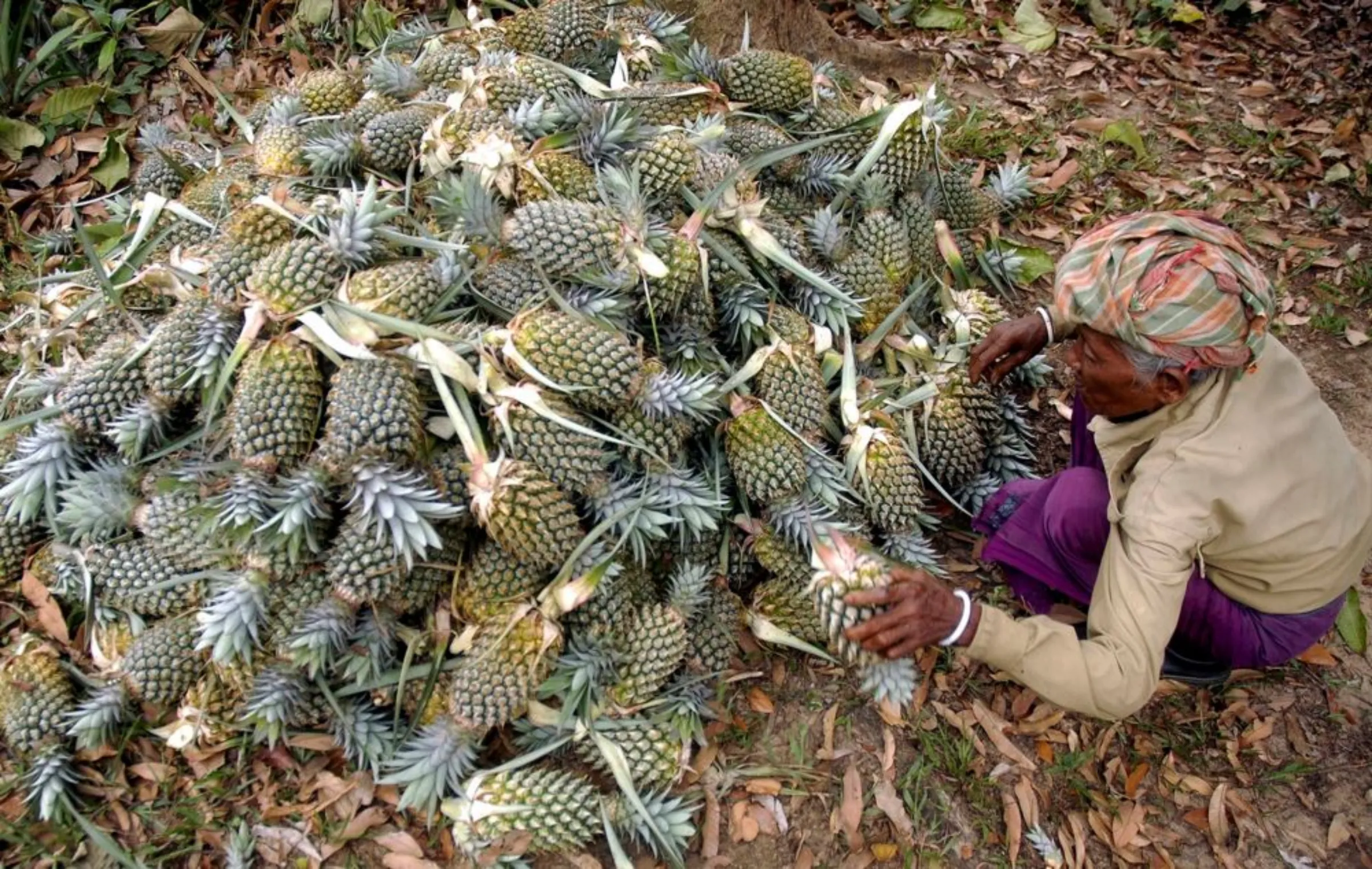 A farmer arranges pineapples in a field in Nandannagar village on the outskirts of the northeastern Indian city of Agartala May 4, 2008