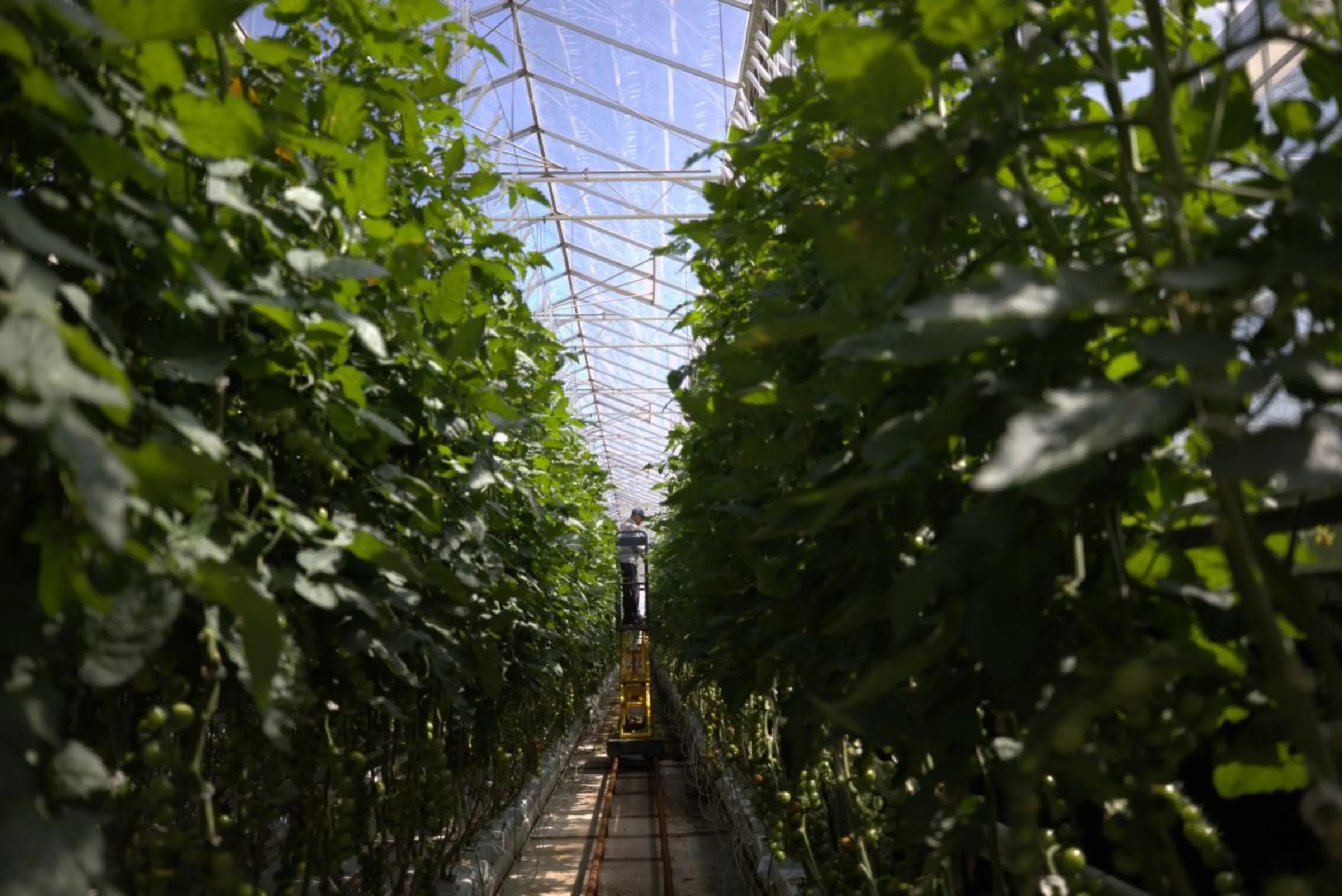 Tomato vines growing at Perfection Fresh farm in Two Wells, Australia. 
January 22, 2024. Thomson Reuters Foundation/Moller Samir