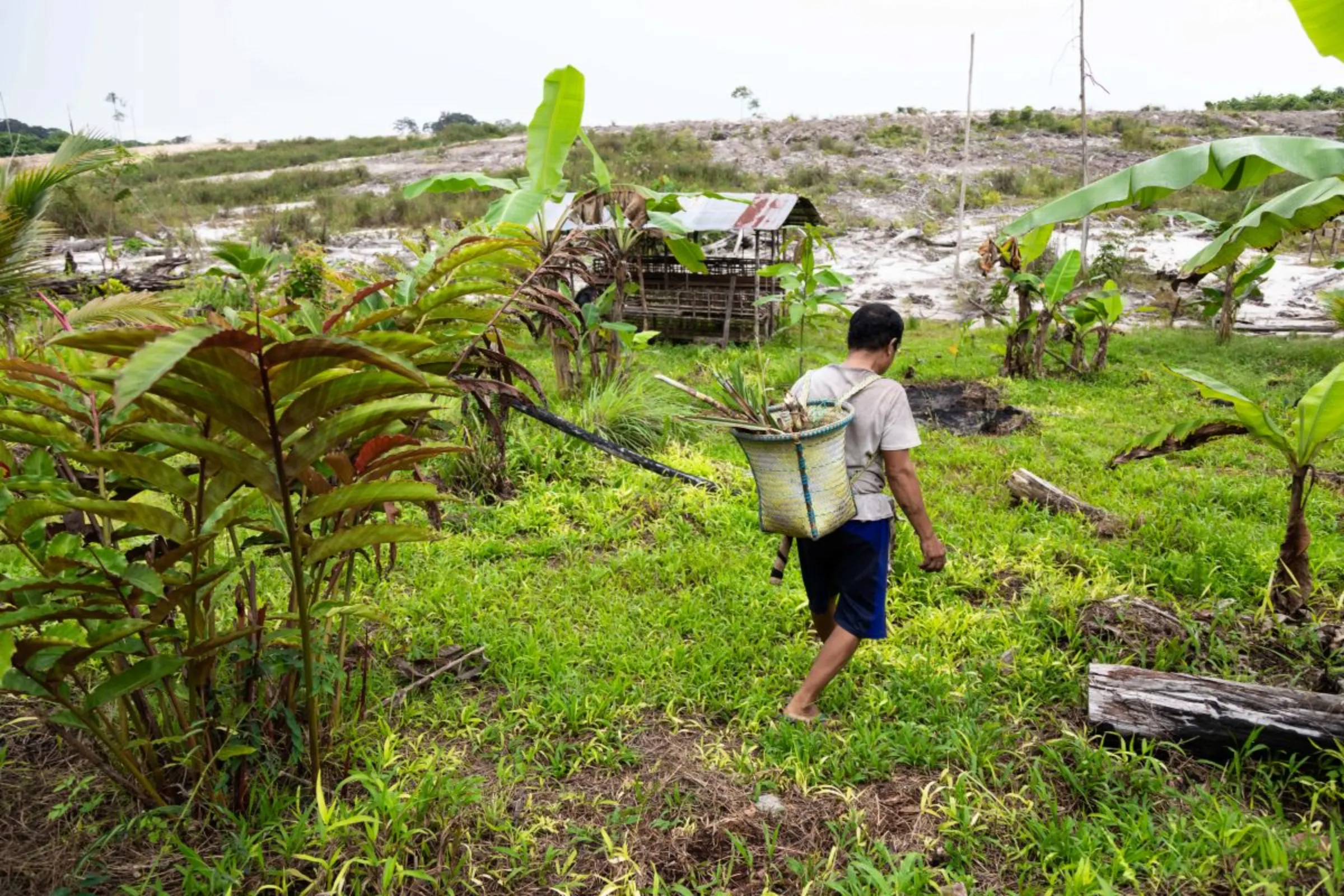 Indah Lestari's husband harvests sugarcane on his farm located near the food estate area in Central Kalimantan, Indonesia on June 20, 2023. He grows various kinds of fruits, vegetables, and tubers and sells them once they bear fruit. Thomson Reuters Foundation/Irene Barlian