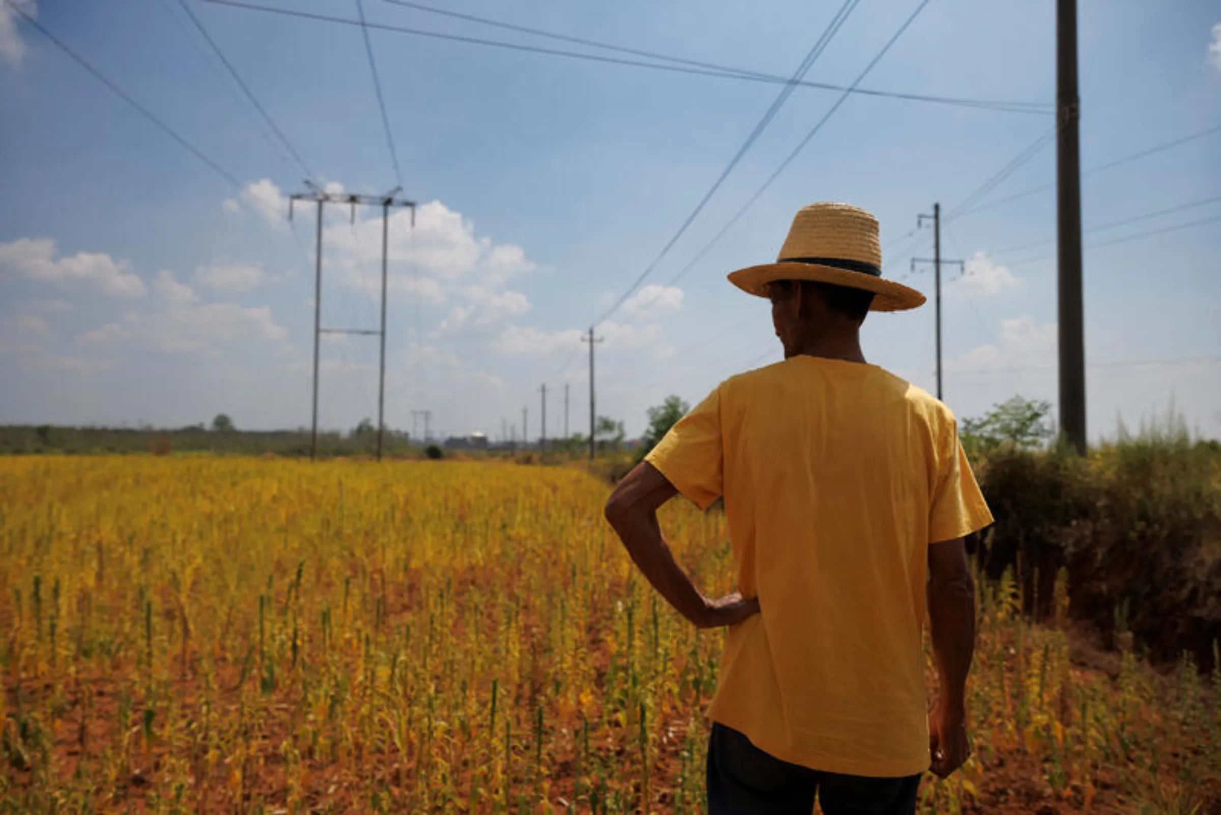 Farmer Hu, 70, looks at his drought-stricken sesame field in Xinyao village, Jiangxi province, China, August 25, 2022. REUTERS/Thomas Peter