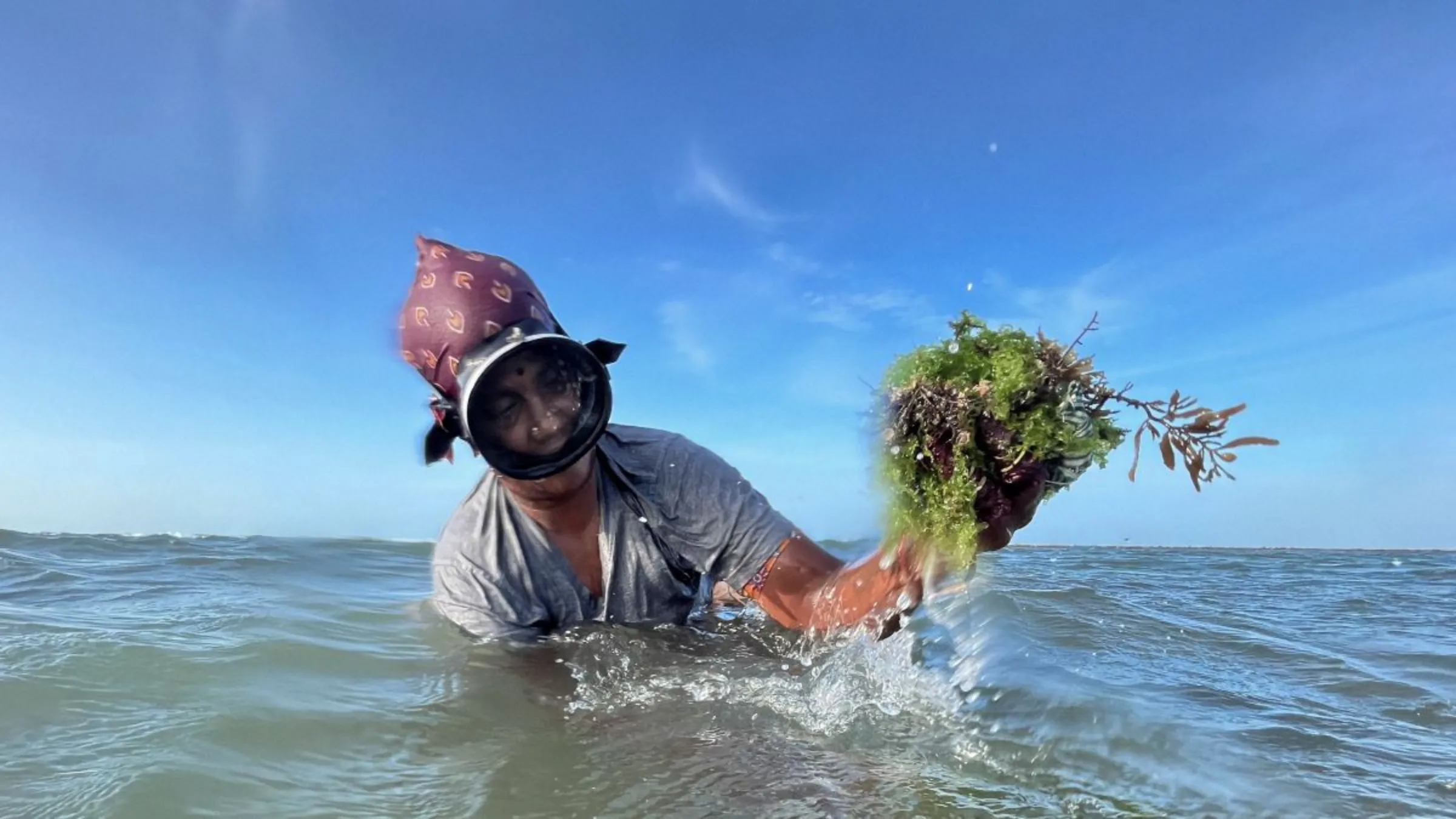 Um coletor de algas marinhas puxa um aglomerado de algas do fundo do oceano em Rameswaram, Índia, em 17 de julho de 2023. Thomson Reuters Foundation/Nirbhay Kuppu