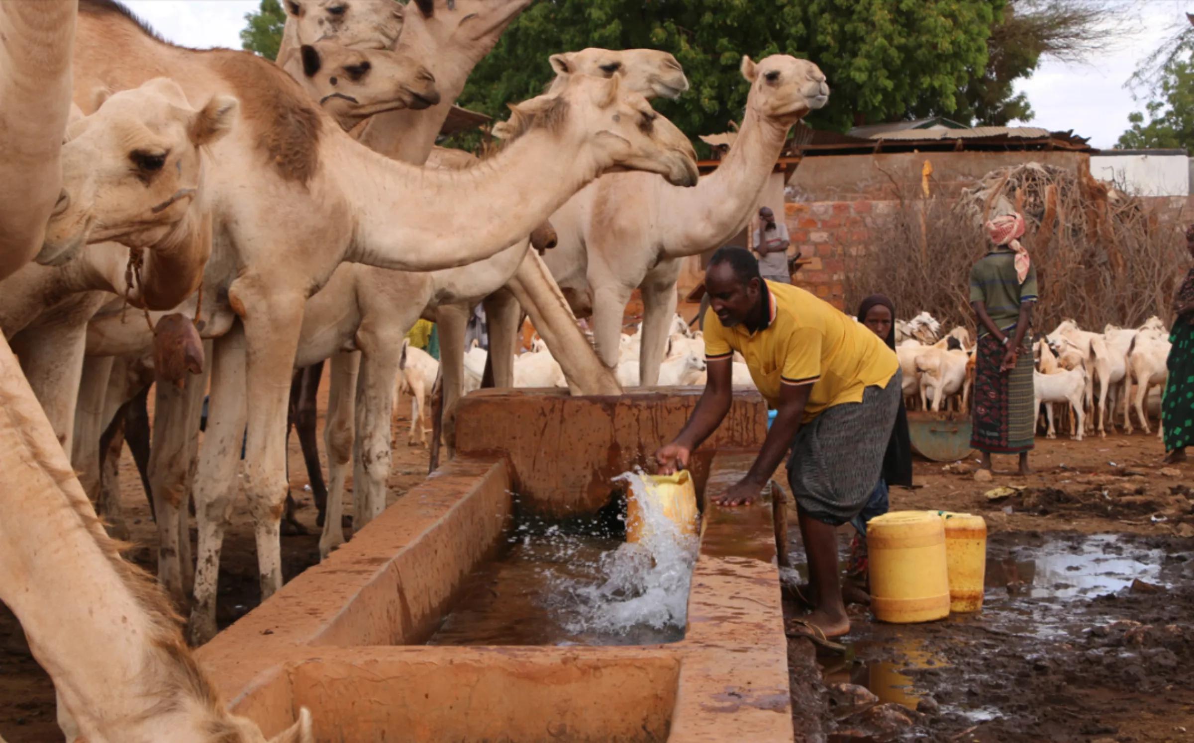 A shared community water trough for livestock in Wajir,  funded by climate finance, Kenya, 2018