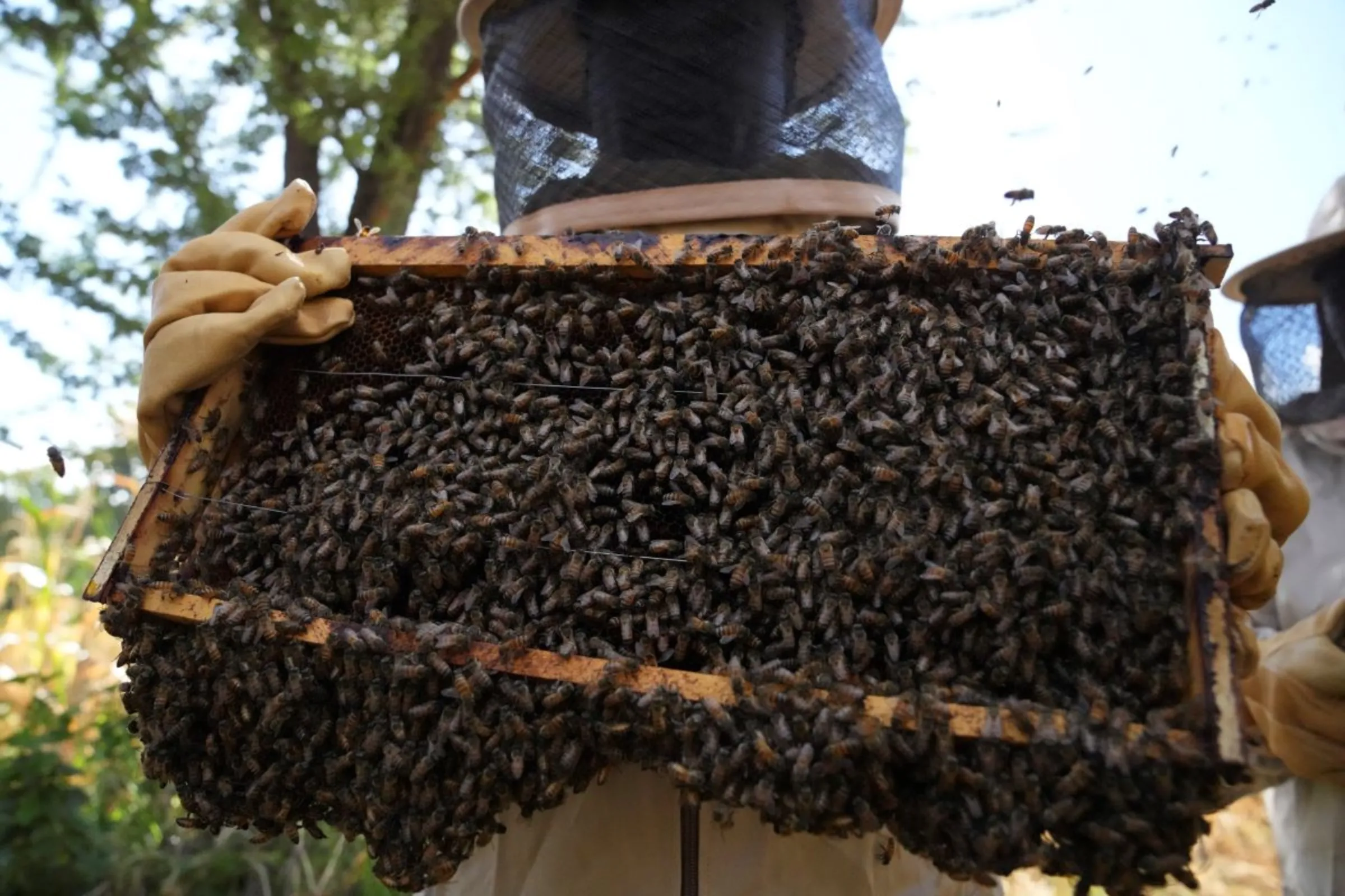 Kenyan farmer Alexander Mburung'a checks one of his beehive which form part of a fence which keeps elephants from straying onto his farm near Meru National Park in central Kenya on Feb. 7, 2024. Thomson Reuters Foundation/Stringer