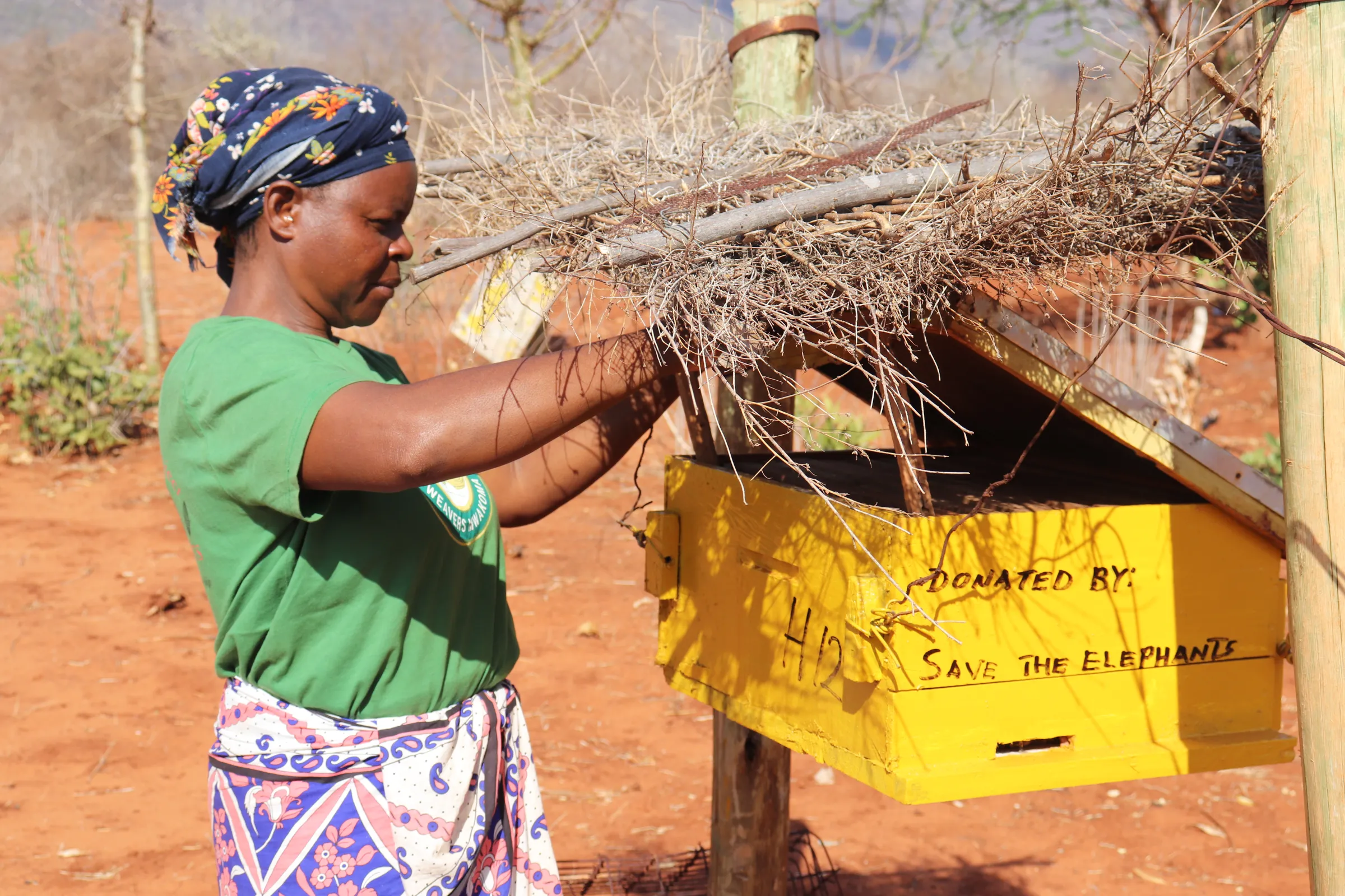 Farmer Josephine Kisero checks the beehive that she uses to keep elephants away from her crops and to harvest honey for extra income, in Mwankoma village, southern Kenya, October 13, 2022. Thomson Reuters Foundation/Dominic Kirui