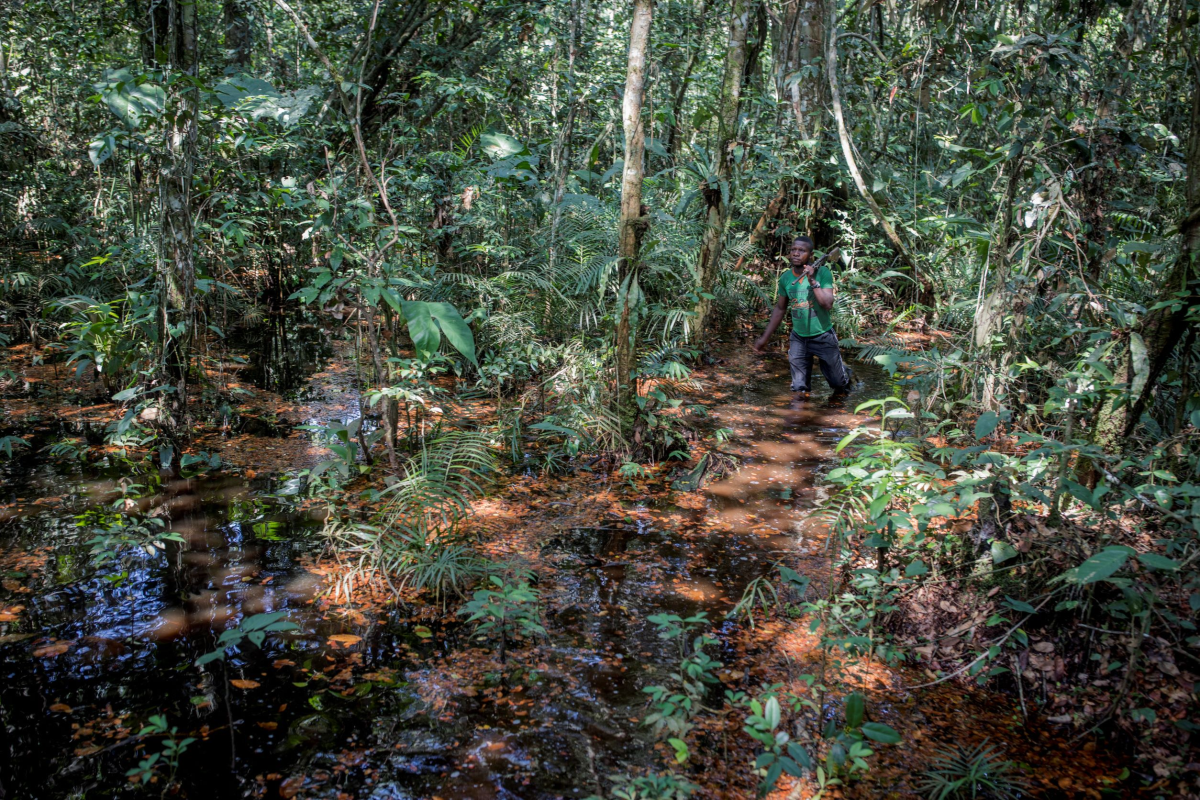 The next Amazon? Congo Basin faces rising deforestation threat Context