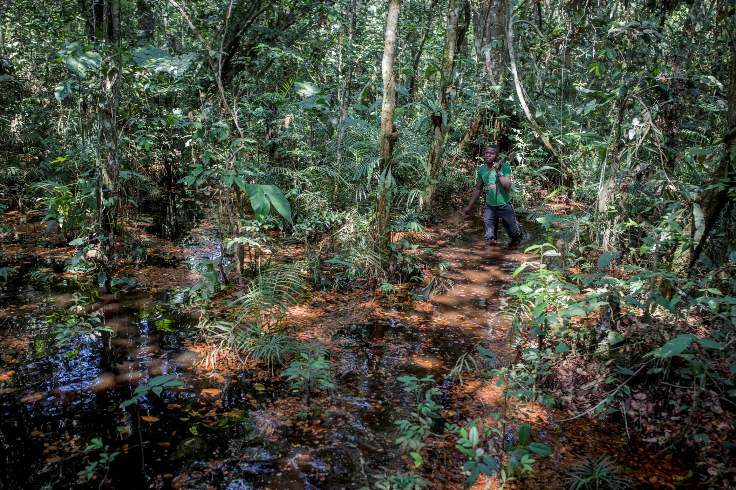 The next Amazon? Congo Basin faces rising deforestation threat