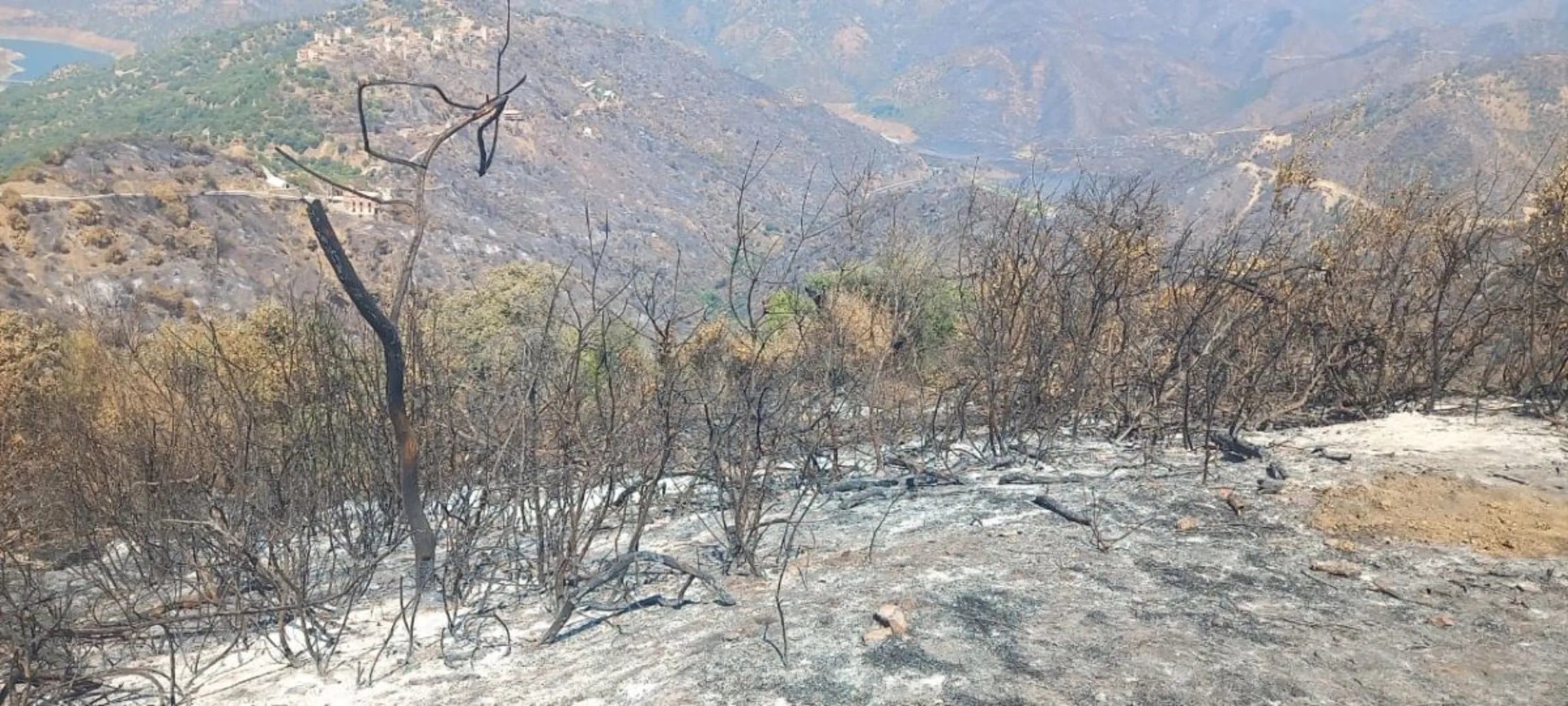 Destroyed forests in Tizi Ouzou, Algeria, where wildfires have become a staple during hot summers.  21 August, 2024. Madjid Serrah/Thomson Reuters Foundation