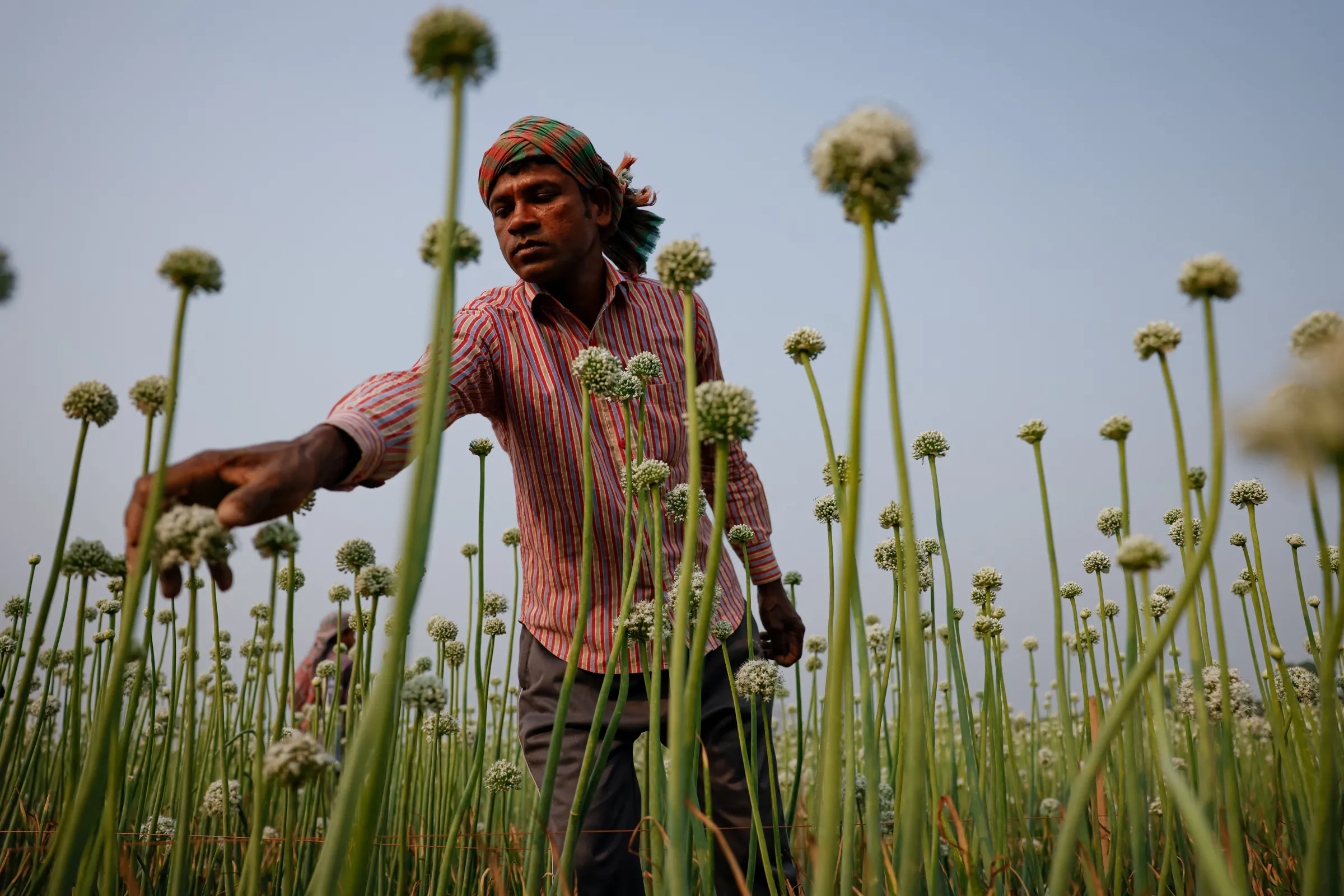 A worker gently rubs his hand on an onion flower to pollinate it, at a farm in Faridpur, Bangladesh, February 19, 2025. REUTERS/Mohammad Ponir Hossain