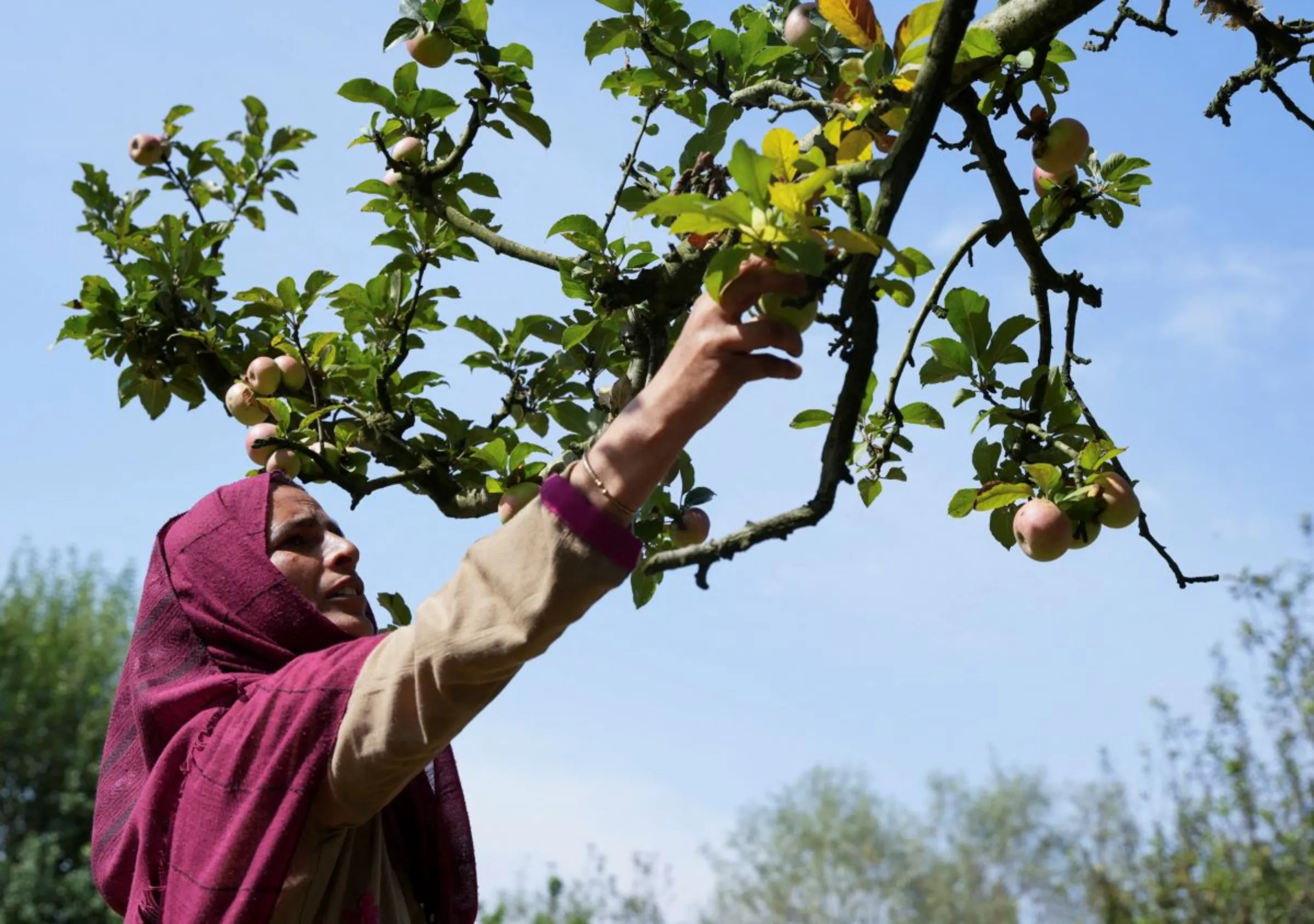 A woman plucks apples from a tree at an organic orchard during the harvest season at Sopore in Baramulla district of Kashmir September 21, 2023. REUTERS/Sanna Irshad Mattoo